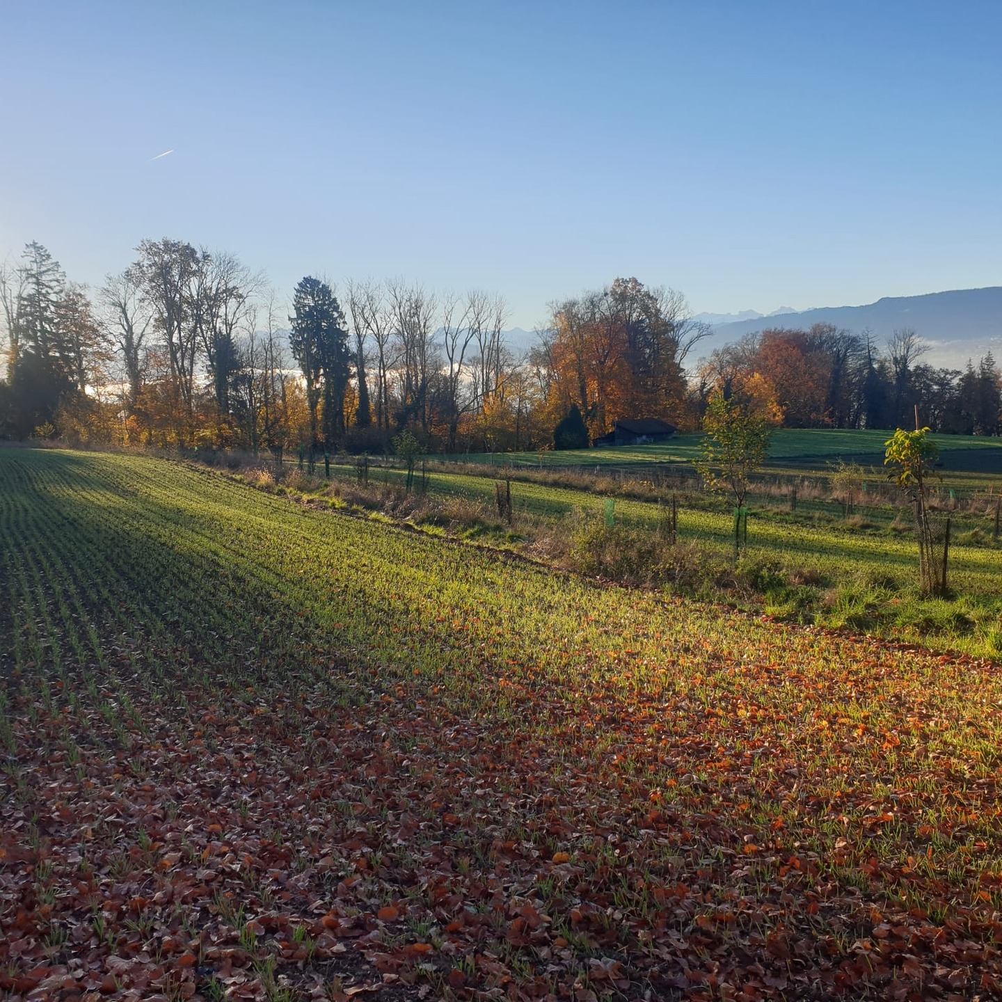 Im Agroforst Uetikon zeigt sich der Winterhafer heute in voller Pracht, eine wunderschöne morgendliche Stimmung.
#biohof_puentacher
#winterhafer
#haferflocken
#regenerativelandwirtschaft