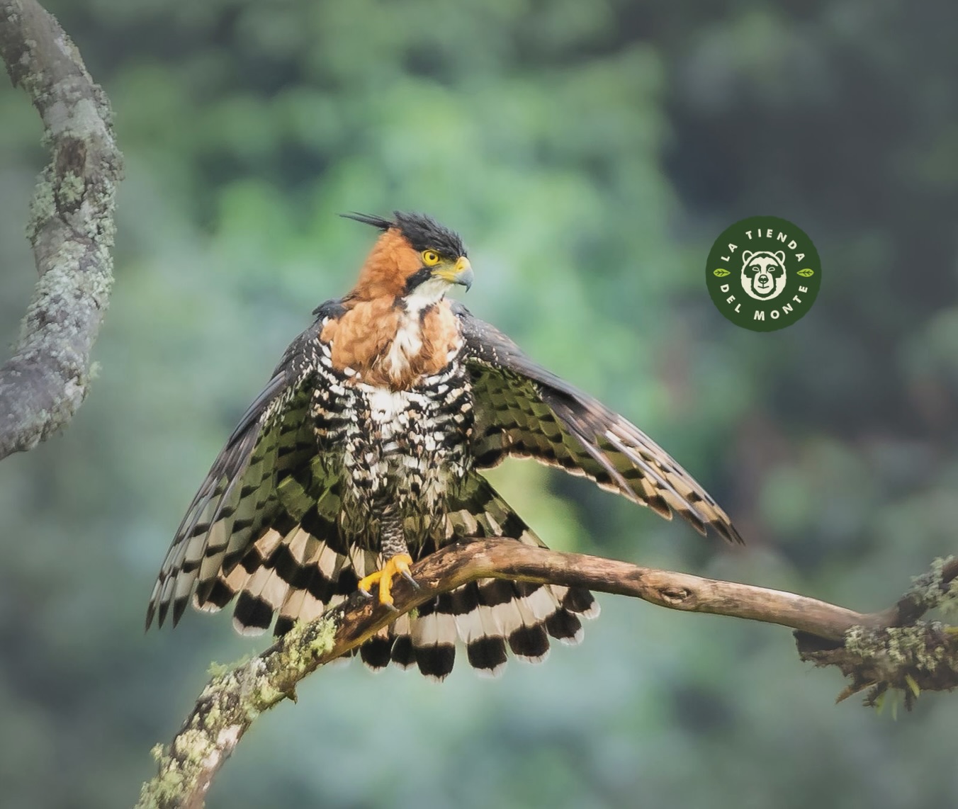 🦅 Spizaetus ornatus
El águila que gobierna los cielos tropicales.
Su vuelo corta la neblina de los bosques andinos como un relámpago antiguo. Es fuerza, silencio y precisión.
Donde ella habita, el bosque está vivo.
Pero su reino se reduce: la tala, el ruido y la expansión humana la empujan cada vez más lejos.
Aun así, sigue elevándose, recordándonos que la belleza salvaje no se rinde.
Honrarla es también defender los árboles que sostienen su vuelo.
Llevarla en el pecho es un acto de respeto y memoria por lo que aún resiste. 🌿
Gracias a @heilerunaturephotography por estas fotos tan tesas, vayan a ver su trabajo 😍
#SpizaetusOrnatus #ÁguilaCrestada #GuardianesDelBosque #BiodiversidadColombiana #LaTiendaDelMonte #NaturalezaSalvaje #ConservarEsResistir