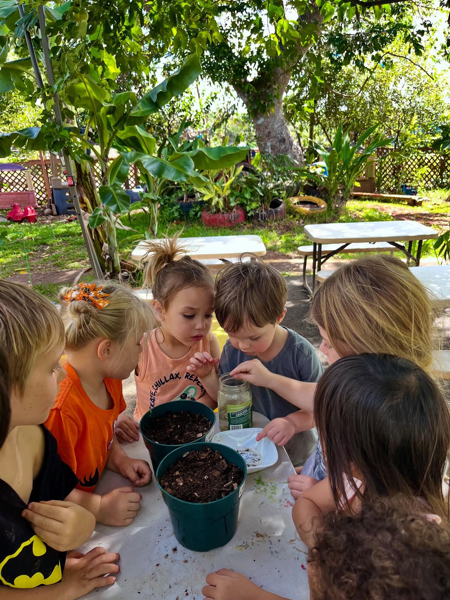 🌱 Seeds of Aloha 🌺
This week, our keiki planted lemon, tangerine, and jackfruit seeds — learning the joy of growing something with their own hands.
The garden teaches us that every beginning is small, and every act of care matters. 🌿
A place to wonder.
A place to grow.
A place to learn with aloha.
#KaHanaPono #NatureBasedPreschool #Pā‘aniMeAloha #HawaiiKeiki #NorthShore #Ohana #ChildhoodMagic #AlohaAina #GrowingTogether #Haleiwa