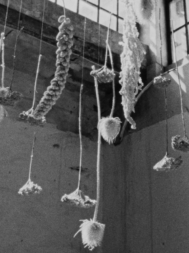 Art direction + landing design for the latest campaign for @botanicae.perfume‘s new elixir de parfum, The Swan.
Film magic by:
🎥 @theendlesssummerz
📷 @laurarostudio