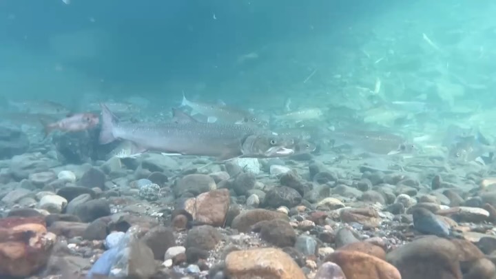 All done now 🥹🐟🥲
Our Nicola snorkelling crew finished up their fall round of snorkelling, bringing this year’s field season to a close (mostly….. lol) for our lab.
We’re feeling super, super grateful to get to do this work - it is a privilege and a joy to get to further understand these fish and the systems, people, and communities that they are deeply interconnected to. A big thank you to everyone who made this field season possible! 💌☺️
Here are a few highlights and snorkelling in-betweens, photo credit goes to Ben Zdasiuk, Kei Poon, and Brogan Neufeld.
.
.
.
#merrittforever #merrittisawesome #fishinthedesert #fishareawesome #snorkelling #fish #research #fieldseason #is #over #sad