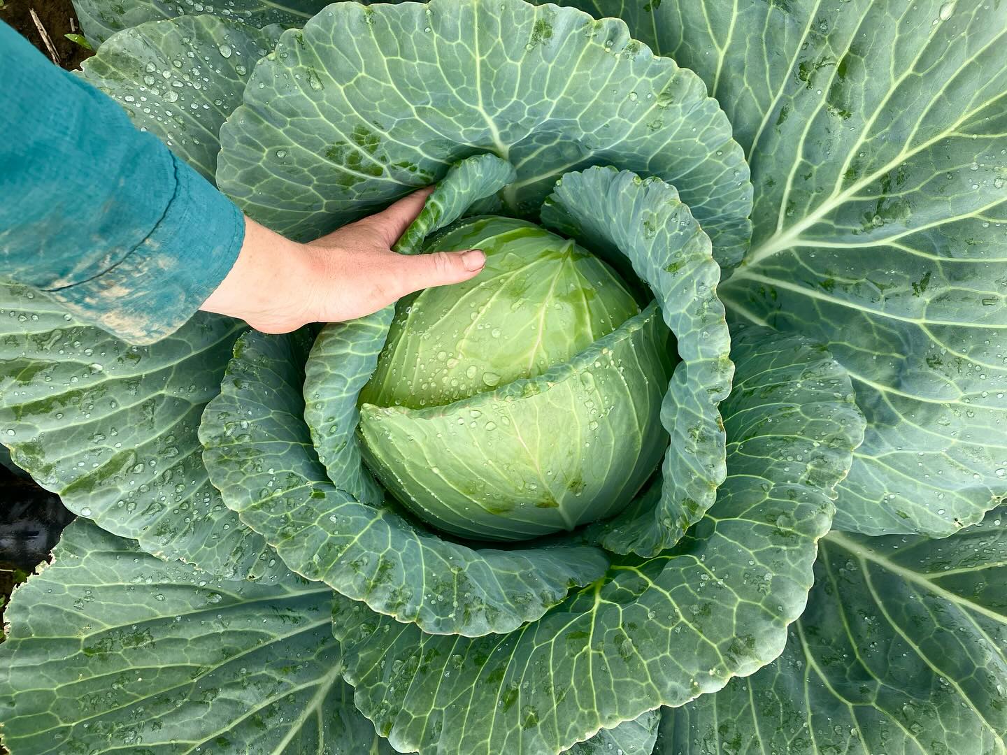 Pay It Forward this November!
Let’s come together to support those in need of food assistance. Any customer can purchase a Pay It Forward ticket to pay down another customer’s bill. More details in our bio links.
#supportourlocalcommunity #foodaccessforeveryone #payitforward #longviewfarmstand