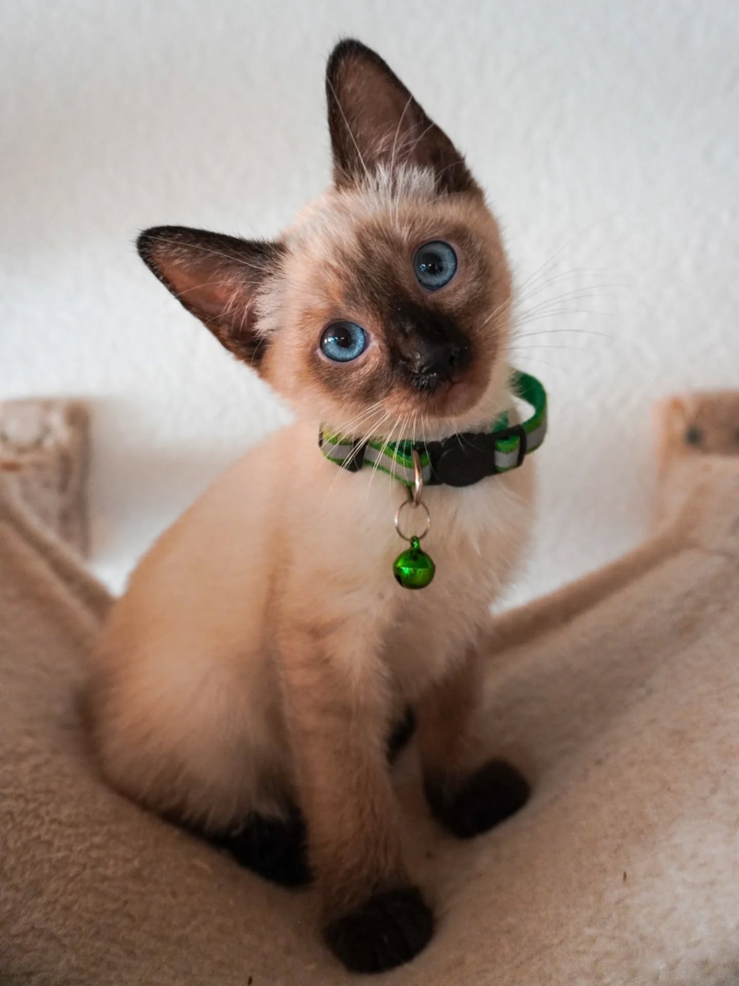 🌸 Tiny paws, big personality 💕 (Deutche Version unten)
Our little girl from Roxy’s litter melts hearts with every look from those deep blue eyes 💙
Such a bundle of love and curiosity, she makes every day brighter ✨
#MysticPaws #ThaiCat #Thaikatze #BlueEyes #CatteryLove #KittenJoy #MysticPawsFamily
_______________________________
🌸 Kleine Pfoten, grosse Persönlichkeit 💕
Unser kleines Mädchen aus Roxys Wurf erobert alle Herzen mit ihrem Blick aus tiefblauen Augen 💙
So viel Liebe und Neugier in einem winzigen Körper, sie macht jeden Tag ein bisschen heller ✨
#MysticPaws #ThaiCat #Thaikatze #BlaueAugen #CatteryLove #Katzenfreude #MysticPawsFamily