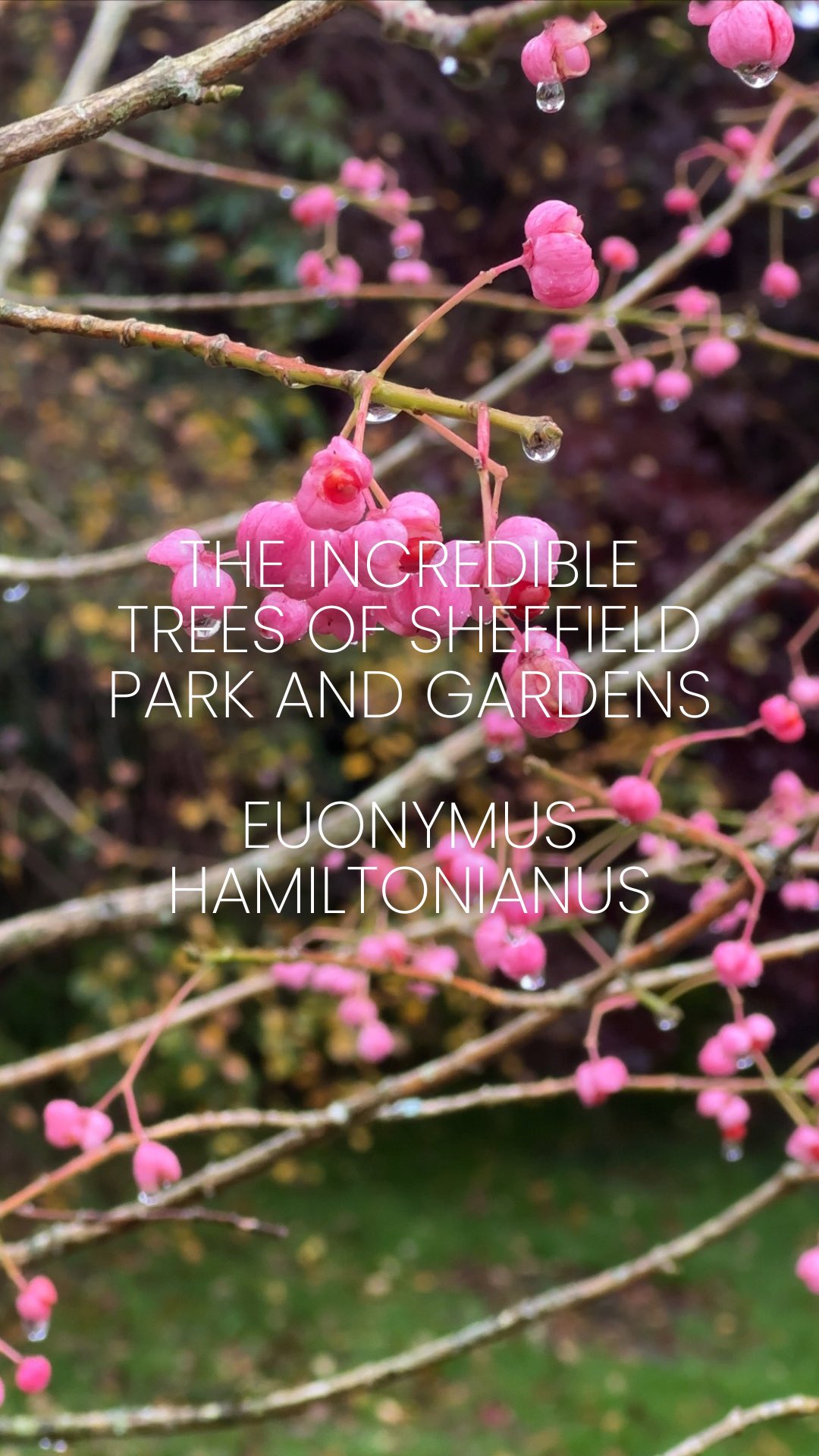 This is Euonymus hamiltonianus AKA the Himalayan Spindle
This elegant shrub or small tree is a garden favourite for its spectacular seasonal beauty and unique foliage. There are a few cultivars to choose from such as ‘Coral Charm’ or ‘Indian Summer’.
They can be expected to reach around 6 metres in the UK but like many deciduous Euonymus their growth rate is quite slow which makes them ideal for smaller spaces. The wood is very hard and dense and was traditionally used to make walking sticks and other small implements. Native to Asia including Korea, Japan and China.
Unfortunately this one dropped its leaves a little early but it has some beautiful seedpods which really extend its seasonal interest and birds love the seeds so it can be a great addition for wildlife in the garden.
Any questions about Euonymus? Then pop them in the comments below 👇
⸻
ABOUT: Joe Perkins Design is a multi-award-winning landscape design consultancy, creating innovative outdoor spaces that celebrate the environment, wildlife, and biodiversity. Working across the UK and internationally, we partner with clients who share our passion for sustainable and visionary design. Discover more about our work at: www.joeperkinsdesign.com