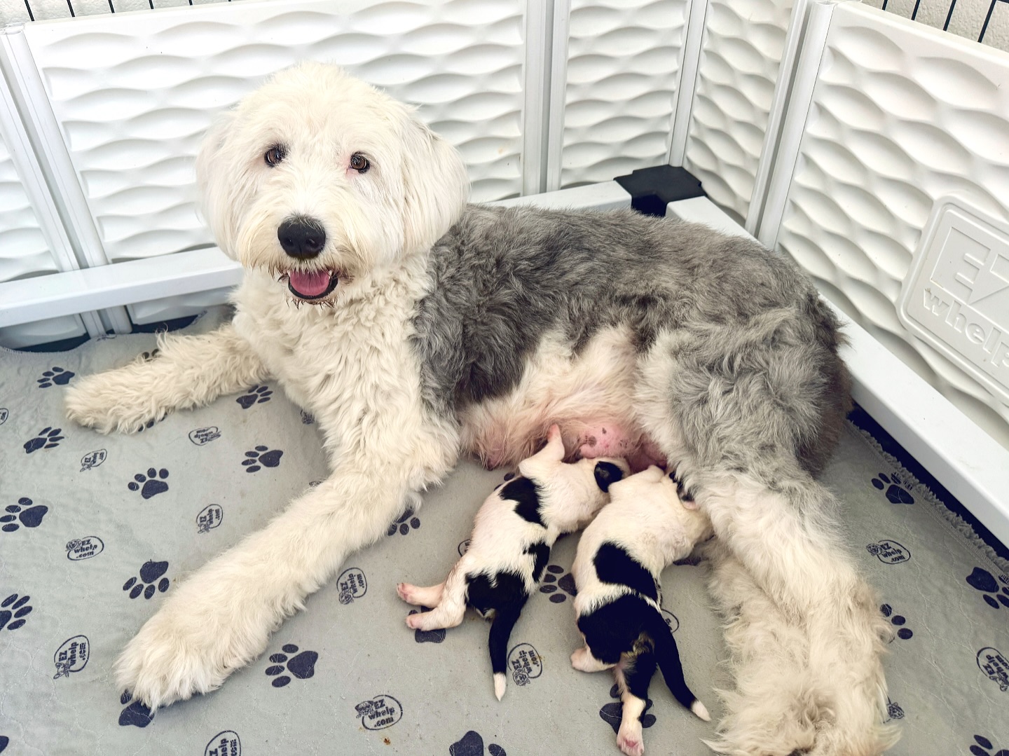 Record-breaking litter size… but not in the way you think! 😂 Our tiniest litter yet — just two adorable puppies! Let us introduce you to Poncho and Lefty, the sweetest little duo from Indy and Knox.💙
Maybe Indy knew she was retiring after this litter and decided to end on an easy note 😉 We couldn’t be happier for her, she’s been such an amazing mama through the years, and these two boys are the perfect way to wrap up her journey.
These handsome fellas are F1 Standard Sheepadoodles …fluffy, cuddly, and already full of personality. We can’t wait to watch them grow and see who they become! 🤍
#TexasHowdyDoodles #Sheepadoodles #PuppyLove #PonchoAndLefty #RetirementLitter #DoodleLife #FluffyPuppies
