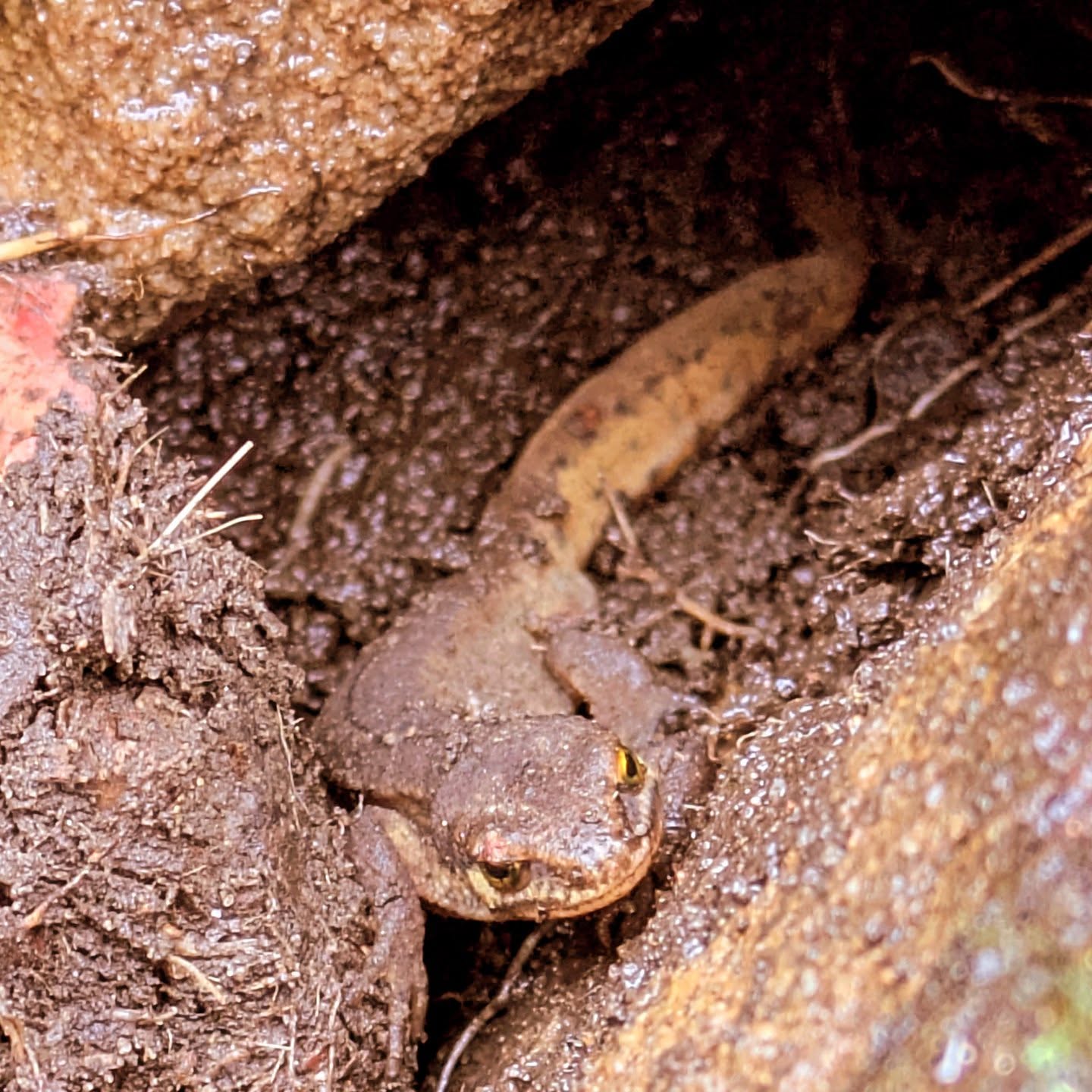 Newt! Amongst the rocks.
#newt #wildlifegarden #wildlife #wildlifephotography #gardeningtoday #gardenwildlife #ukwildlife
#hebdenbridge #hellohebdenbridge #nature #massagehebdenbridge #ponds #pondlife