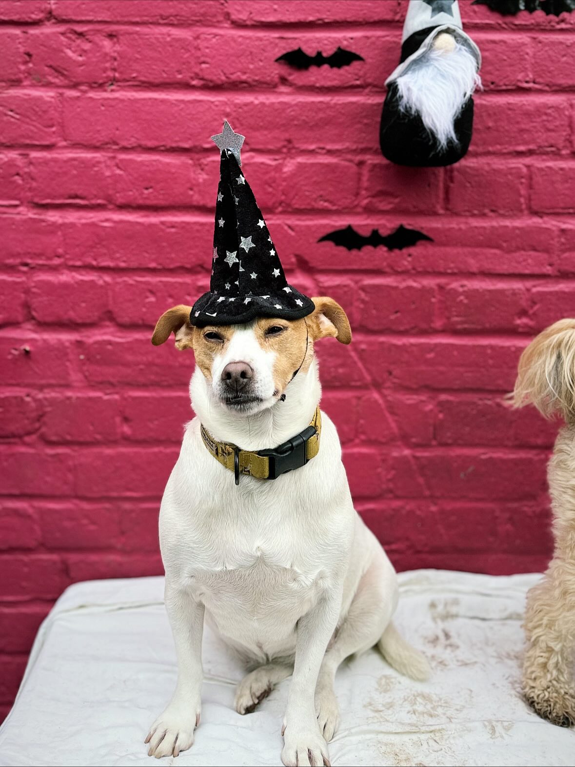 Happy Halloweeeeen!!!!! 🕸️💀👻🦇🎃😈👹🤡🧟♂️🕷️
#halloween
#happyhalloween
#halloweendog
#halloweendogs
#halloweendogcostume
#londondogsofinstagram
#dogcostume
#dogcostumesofinstagram
#applebobbing
#spooky
#halloweenpet
#dogfancydress
#soscaredrightnow
#pug
#pugdog
#cavapoo
#jackrussels
#whippet
#frenchbulldog
#schnauzer