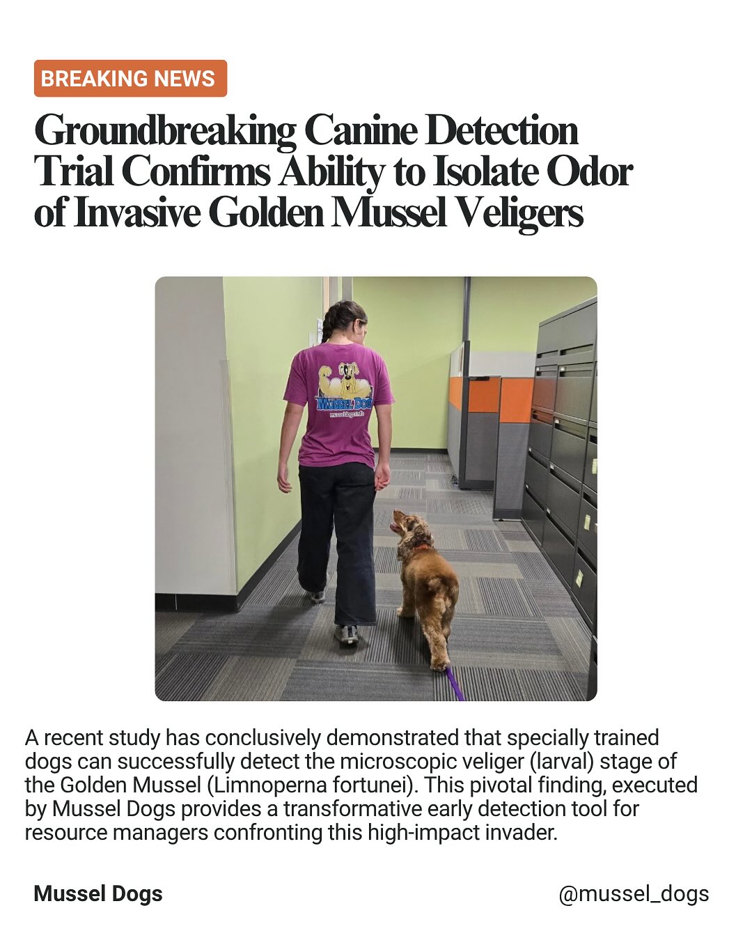 We are thrilled to share our recent study, which demonstrates the ability of dogs to detect the microscopic veliger (larval) stage of the invasive Golden Mussel!
.
.
.
#musseldogs #invasivemussels #goldenmussel #invasivespecies #aquaticinvasivespecies #detectiondog #detectiondogs #conservationdogs #conservationdog #conservationdetectiondogs #research