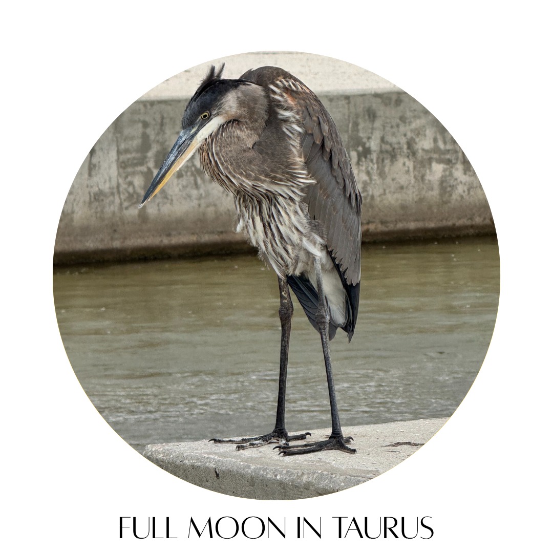 FULL MOON IN TAURUS 🌙
November 5, 2025 @ 8:19 AM EST
This full moon is culminating during an auspicious time. The veil between the worlds is still thin, death can feel a little too familiar, old fears may be coming up to the surface, it's easier to feel exposed and vulnerable- slowly descending into the dark.
With the Moon in Taurus we can give what we feel and what we fear a name, we can see where it's still held in our bodies, and we can call it up and out.
The Sun in Scorpio can shine a light on what currently still has power over us, and the Moon's ruler, Venus, in Libra, can show us how to nurture ourselves in the process, and can bring in those who can help us feel reconnected and resourced to overcome any obstacles.
Mars, recently entering Sagittarius, can give us the energy to do the work and help us see truths in order to face fears head on.
Deeply empowering and renewing energies are available to us at this time should we choose to use them.
Upward and Onward. ✨
#fullmoon #fullmoonritual #fullmoonintaurus #astroweather