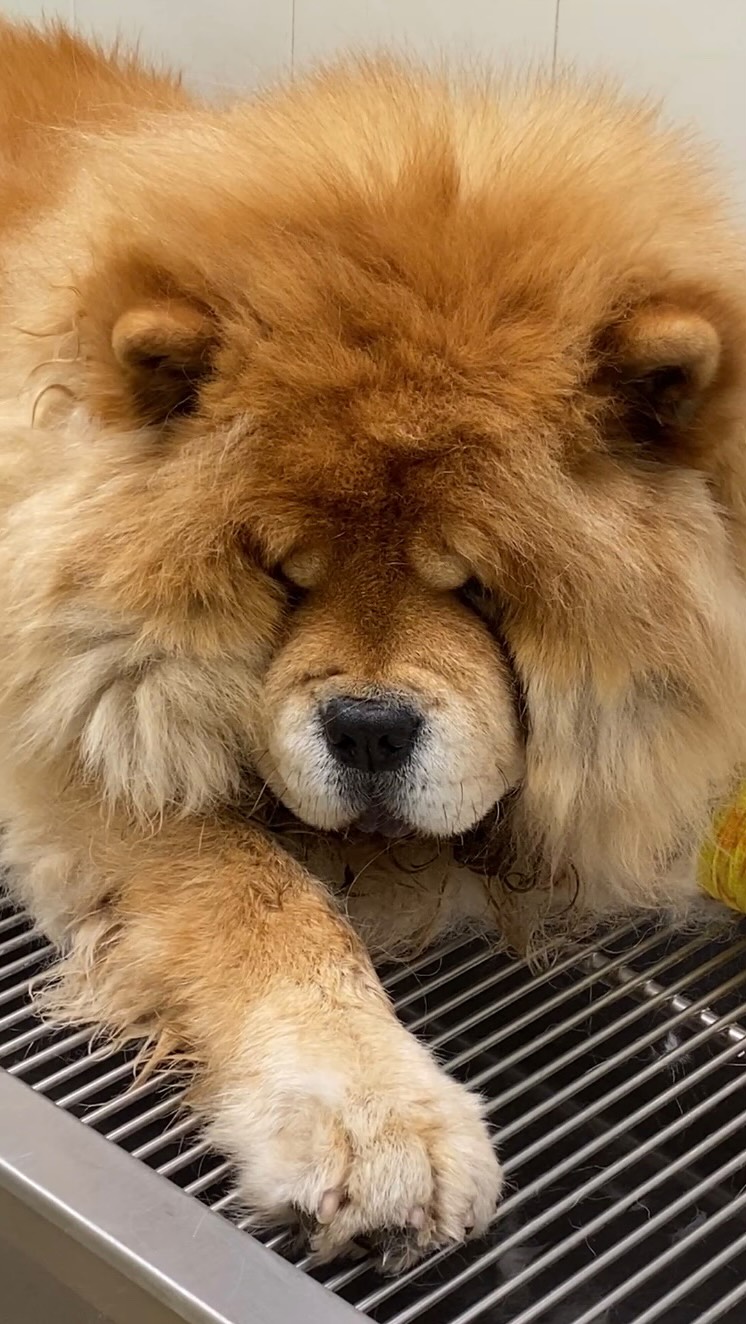 Espigues Vol. 3 🩸🌾
Les espigues són parts vegetals (les llavors de certes herbes) que tenen unes barbes que els permeten avançar dins del cos en una sola direcció➡️. Quan penetren la pell o entren pel nas, orella o ull, poden migrar i arribar molt més lluny del que imaginem.
S’han trobat espigues a la pell, orelles, nas, ulls, pulmons🫁, tòrax, abdomen i fins i tot prop de la medul·la espinal. Segons on s’instal·lin, poden provocar ferides que no cicatritzen, fístules, abscesos, tos o esternuts persistents, dolor, febre o, en casos greus, sepsis 🦠.
🩺 La cirurgia per extreure-les pot ser molt senzilla o a vegades molt complexa 😮💨: Són petites, poden estar envoltades d’inflamació i pus, i sovint no apareixen clarament a les proves d’imatge. A vegades cal seguir-ne el rastre amb ecografia, TAC o fins i tot obrint diverses zones fins trobar el punt exacte🔍. El repte és extreure-les sense danyar teixits sans ni deixar cap fragment.
✨ Recorda: les espigues són un dels grans enemics dels gossos a l’estiu. Revisa sempre el pèl, les potes, les orelles i els espais entre els dits després dels passejos. Una petita espiga pot causar grans problemes!