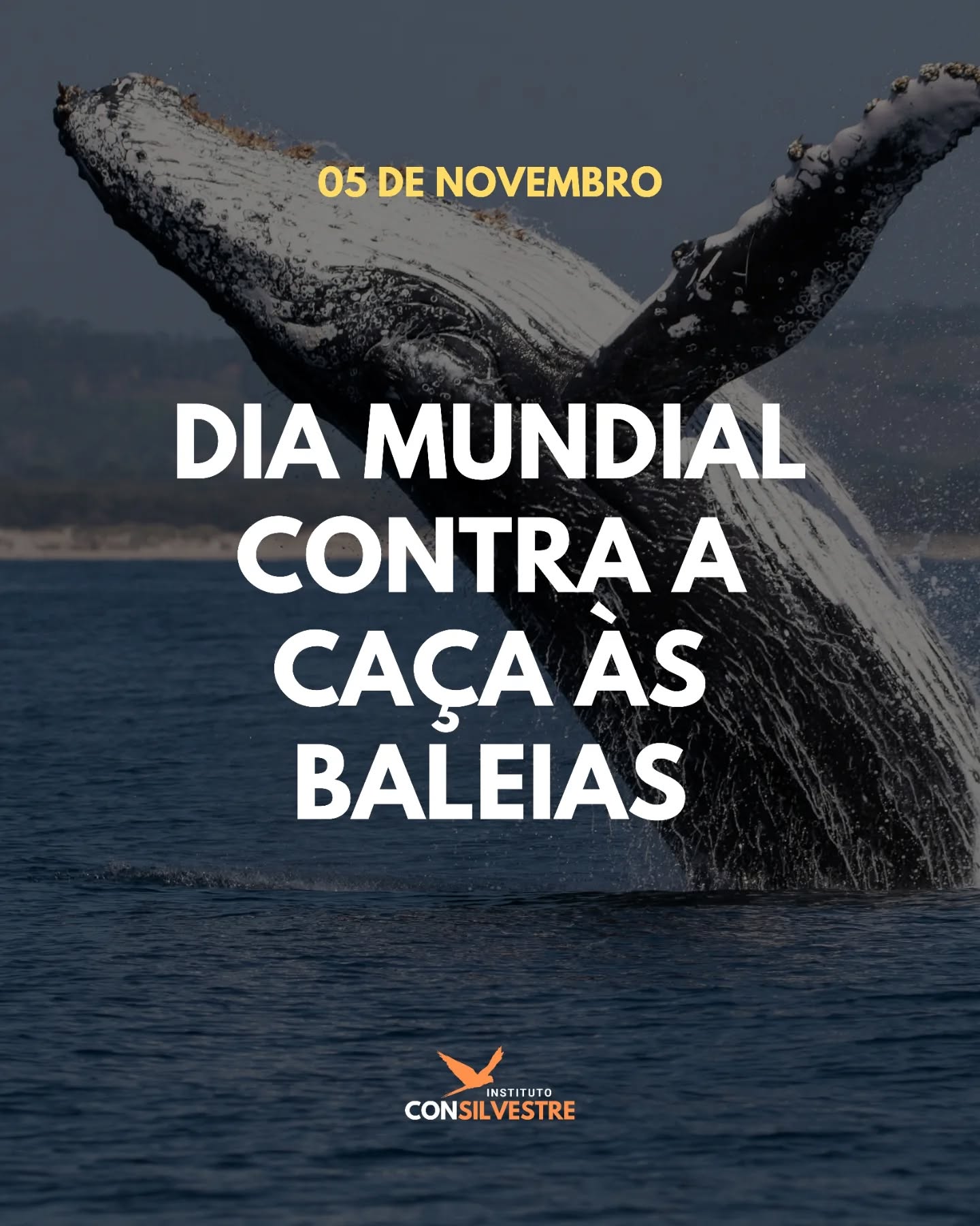 🐋 Hoje é um dia para lembrarmos que ainda existem espécies marinhas sendo caçadas, exploradas e mortas em nome do comércio, da tradição e do lucro. As baleias são essenciais para a saúde dos oceanos, elas ajudam a regular o clima, fertilizam as águas e sustentam a vida marinha em equilíbrio. Mas apesar de décadas de luta e acordos internacionais, a caça ainda acontece em diferentes partes do mundo. Cada baleia perdida é um golpe contra a biodiversidade e contra o planeta! 🌊
#conservação #meioambiente #biodiversidade #natureza #animaissilvestres #faunasilvestre #organizaçãonãogovernamental #proteçãoanimal #monitoramento #ong #camposdosgoytacazes #riodejaneiro #rj #pesquisa #educação #pesquisacientifica #educaçãoambiental #mataatlantica #consilvestre #institutoconsilvestre #DiaMundialContraACaçaÀsBaleias #SaveTheWhales #OceanosVivos #ConservaçãoMarinha #ProtejaOsOceanos #FimDaCaça