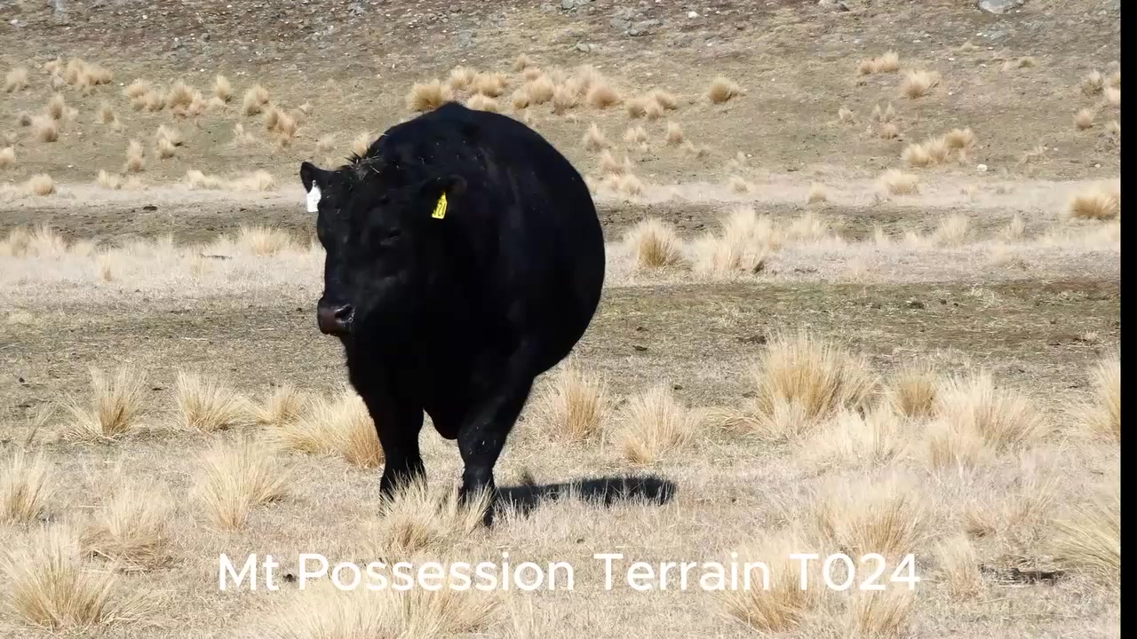 Meet MT POSSESSION TERRAIN T024 in motion!