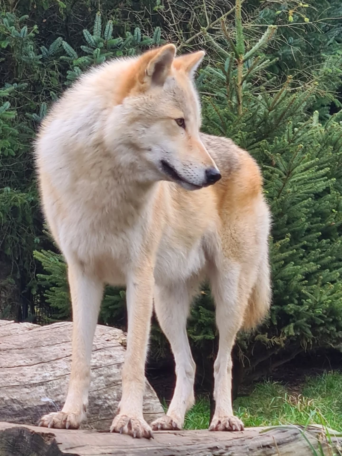 ð October ð§Ą The highlight was our holiday in Windermere and walking with wolves ðš highly recommend the Predator Experience in Cumbria, such an incredible experience. I still haven't tattooed a realistic style wolf portrait... it would be awesome to tattoo one of my photos, I have many! ð