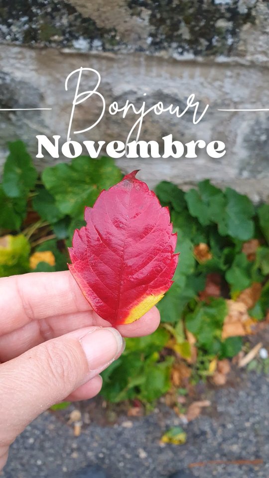 Novembre pousse doucement la porte de l’atelier.
Dehors, le vent danse entre les feuilles, mais ici, c’est une autre saison qui commence. Celle des préparatifs, des idées qui s’éveillent, des petites étincelles qui deviendront bientôt des cadeaux faits main.
Sur la table, les tissus s’empilent comme des promesses. Les couleurs se répondent, les fils s’emmêlent un peu — signe que la magie opère.
Novembre, pour moi, c’est le calme avant la tempête.
Le moment où tout s’accélère et où, pourtant, je prends le temps d’aimer chaque geste.
Parce qu’ici, dans mon petit monde cousu main, Noël commence toujours avant l’heure. ✨