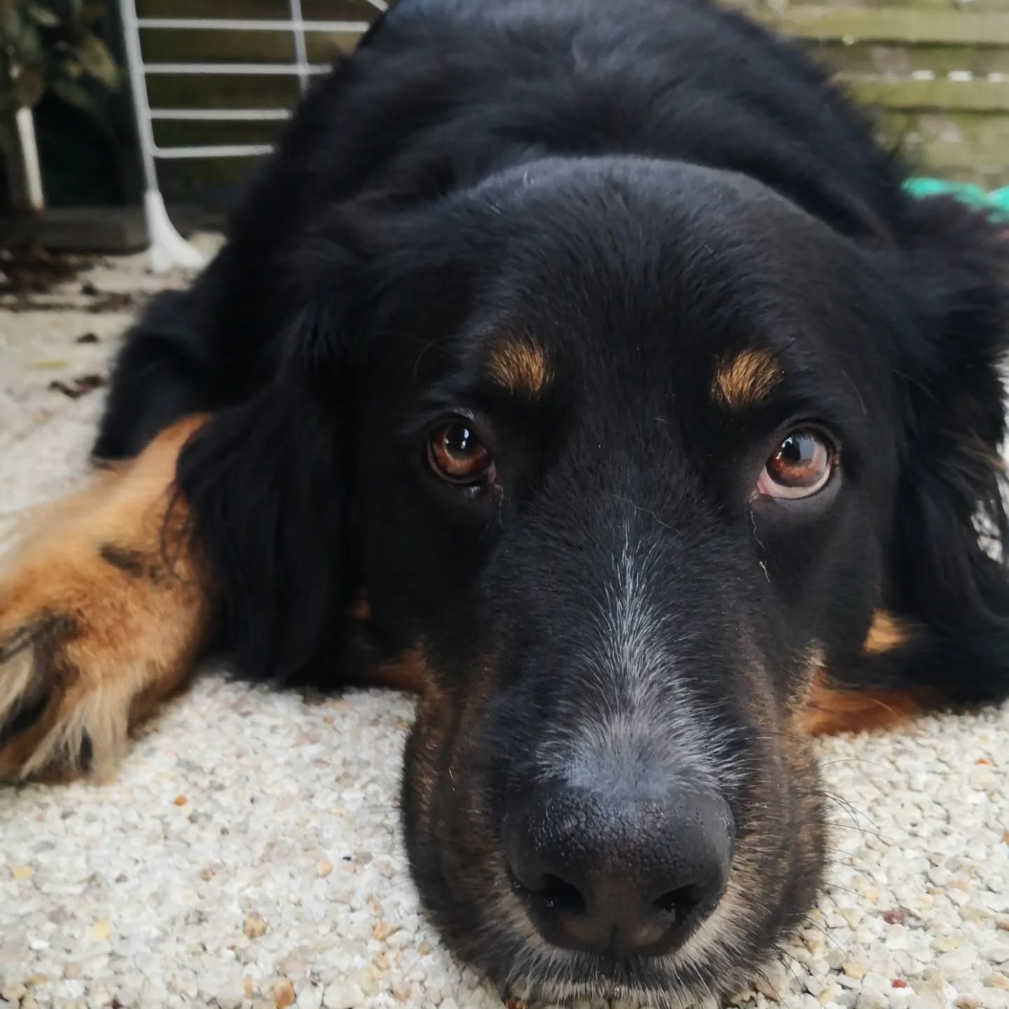 Après quelques mois, j'ai retrouvé Sirius dans son nouvel appartement. Objectif certification enclenché.