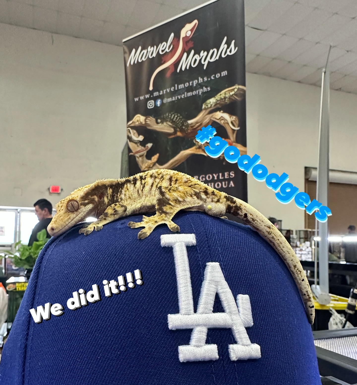 Yay. #letsgododgers. #worldserieschamps #dodgers2025worldseries #marvelmorphs celebrates with #crestedgeckos all day at the #venturareptileexpo