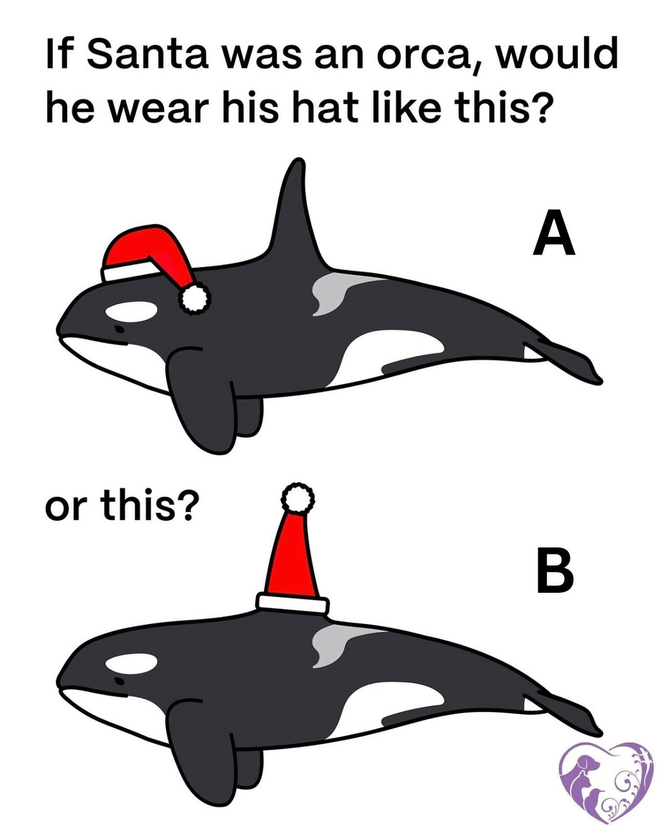 Comment your thoughts…
#funny #xmas #hat #santa #orca #november #fun