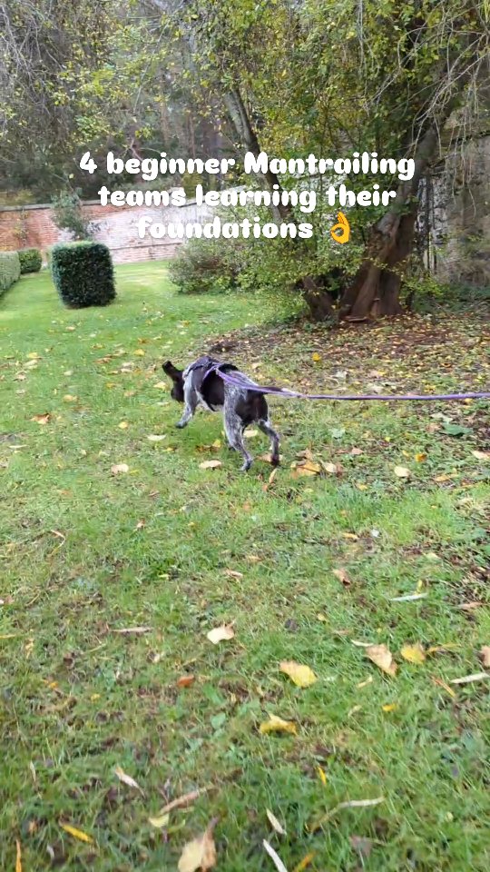 A fantastic morning (mostly dry too) with 4 new Mantrailing teams learning their foundations. Some excellent progression in such a short space of time and some really lovely natural trailing behaviours from the dogs. I love that this venue provides a nice mix of terrain for the dogs to work through 🤩 @dallasdhuhouse
#mantrailing #trailingdog #petdog #scentsports #dogsports #dogtraining #dogtrainer #germanwirehairedpointer #cockerspaniel #springerspaniel #giveyourdogajob #loveyourdog
