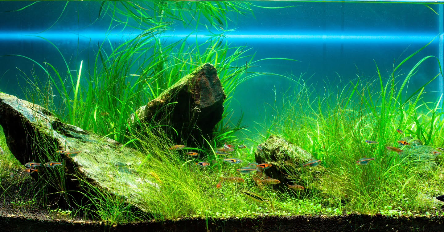 Iwagumi inspired by @yusuke_homma_ada
Not matured yet, but I think it's going well.
#iwagumistyle
#iwagumi
#aquascaping
#aquascapers
#ada
#plantedtank
#aquariums