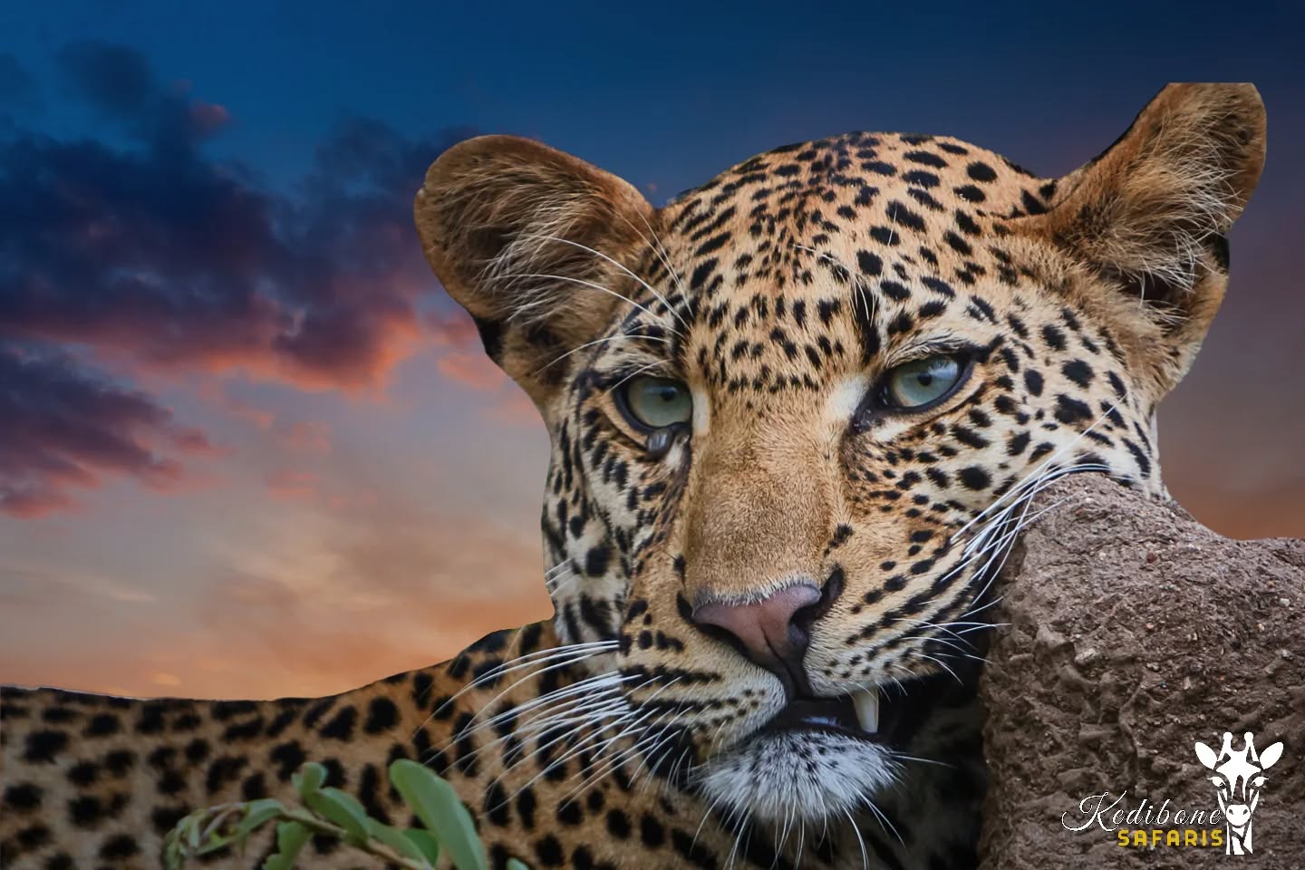 So beautiful you are! ππΎπ»
Follow:π
@kedibone_safaris
#leopard #bigcats #big5 #krugersafari #beautiful #naturewildlifephotography #specialmoments #uniquesightings #kedibonesafarifamily #krugernationalpark
#bestsafaribyfar #gamedrives #wildlife #wildlifephotography #wildlifelovers #nature #natgeowild #besttimeever #wildographydudette #safariphoto #phalaborwaco #Africa #southafrica #girlpower #wedotourism #ilovesouthafrica #followersinstagram
@krugernationalpark @phalaborwa.co.za @renataewaldwildlifephotography @meetsouthafrica @followers