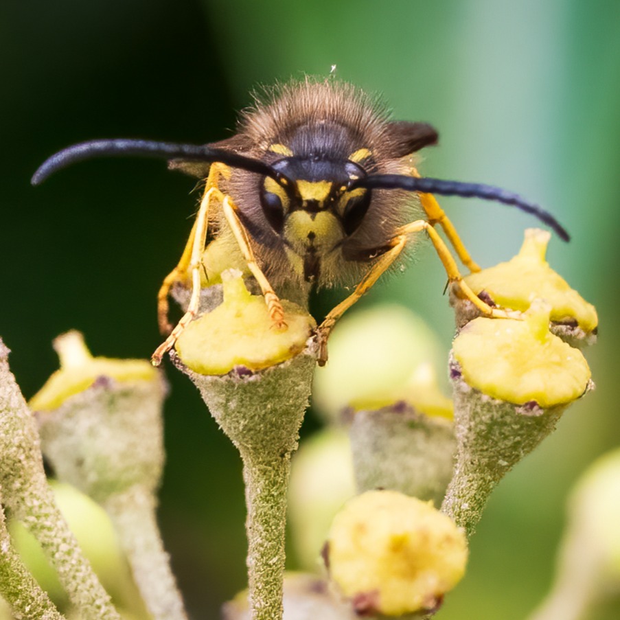 Winter wasp #naturephotography #wildlifephotography #nature #wasp