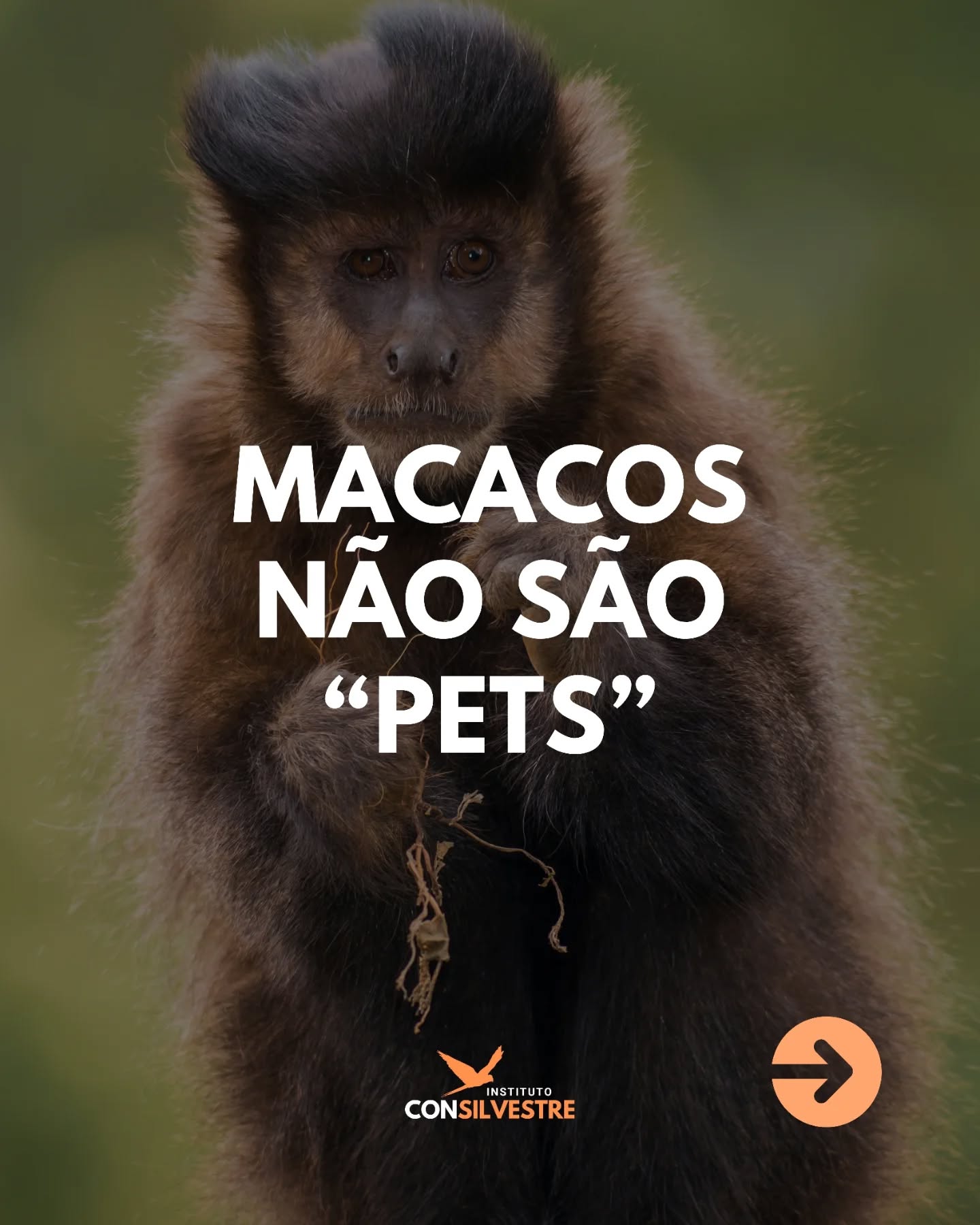 🚫 Não compartilhe, não curta, não incentive vídeos e fotos de macacos sendo "humanizados".
📢 Denuncie conteúdos e casos de tráfico e maus tratos.
🌿 Apoie projetos de conservação de primatas e iniciativas conscientes!
#conservação #meioambiente #biodiversidade #natureza #animaissilvestres #faunasilvestre #organizaçãonãogovernamental #proteçãoanimal #monitoramento #ong #camposdosgoytacazes #riodejaneiro #rj #pesquisa #educação #pesquisacientifica #educaçãoambiental #mataatlantica #consilvestre #institutoconsilvestre #MacacosNãoSãoPets #tráficodeanimais