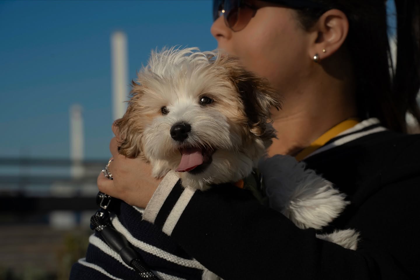 One of my favorite photos sets I’ve taken to this day 🐾✨
-Proof that some of my best models have four legs and endless energy 🐶📸
___
#DogPhotography #LifestylePhotography #PetPortrait #PuppyLove #CandidMoment #NaturalLight #EverydayMoments #CapturedWithLove
#JustAKidFromENY #JoshContrerasPhotography #BrooklynPhotographer #NewHavenPhotographer
#NYCtoCT #PortraitMood #FurryFriend
