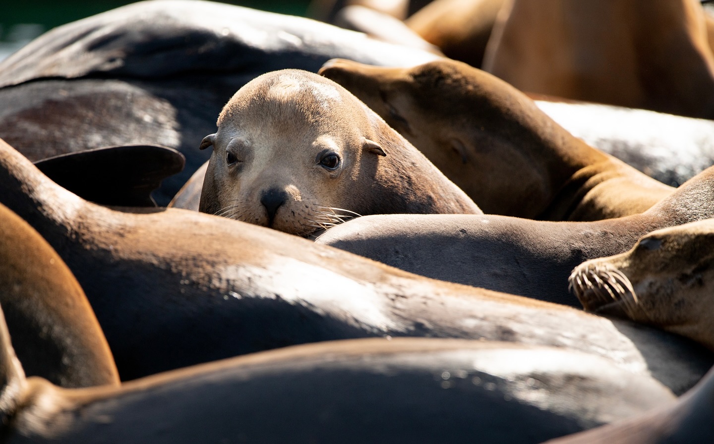 Te juramos que este lobito no te está juzgando. 👀
Los Zalophus californianus, mejor conocidos como lobos marinos de California, puede que sean los visitantes más fieles de la Marina de Cabo San Lucas. 🦭
Los verás descansando en muelles tomando el sol y recuperando energía. Pero cuando cae la mañana, muchos de ellos se adentran al mar en busca de alimento, principalmente peces y calamares, recorriendo grandes distancias antes de regresar a sus lugares favoritos para descansar.
Así que no te preocupes, no te está juzgando… solo está asegurándose de que todo marche bien en su territorio. 🫡
— ENG —
We promise you that this little sea lion isn’t judging you. 👀
Zalophus californianus, better known as California sea lions, may be the most loyal visitors to the Cabo San Lucas Marina. 🦭
You’ll see them resting on the docks, sunbathing and recharging their batteries. But when morning comes, many of them head out to sea in search of food, mainly fish and squid, traveling long distances before returning to their favorite resting spots.
So don’t worry, it's not judging you... just making sure everything is running smoothly in his territory. 🫡
-
-
-
-
-
#sealion #sealife #sealovers #sealionsofinstagram #ecoturism #ecoturista #ecotour #mexicoazul #mexicolors #mexicosorprendente #travelmexico #lobomarino #lobosmarinos #loscabos #loscabosmexico #cabosanlucas #cabopulmo #wildlife #wildlifephotography #wildanimals #wildnature #wildlifeofinstagram #wildlifeplanet #whalewatching #whaleseason #savetheocean #oceanpreservationsociety #oceanphotography #oceanconservation #cabo2026