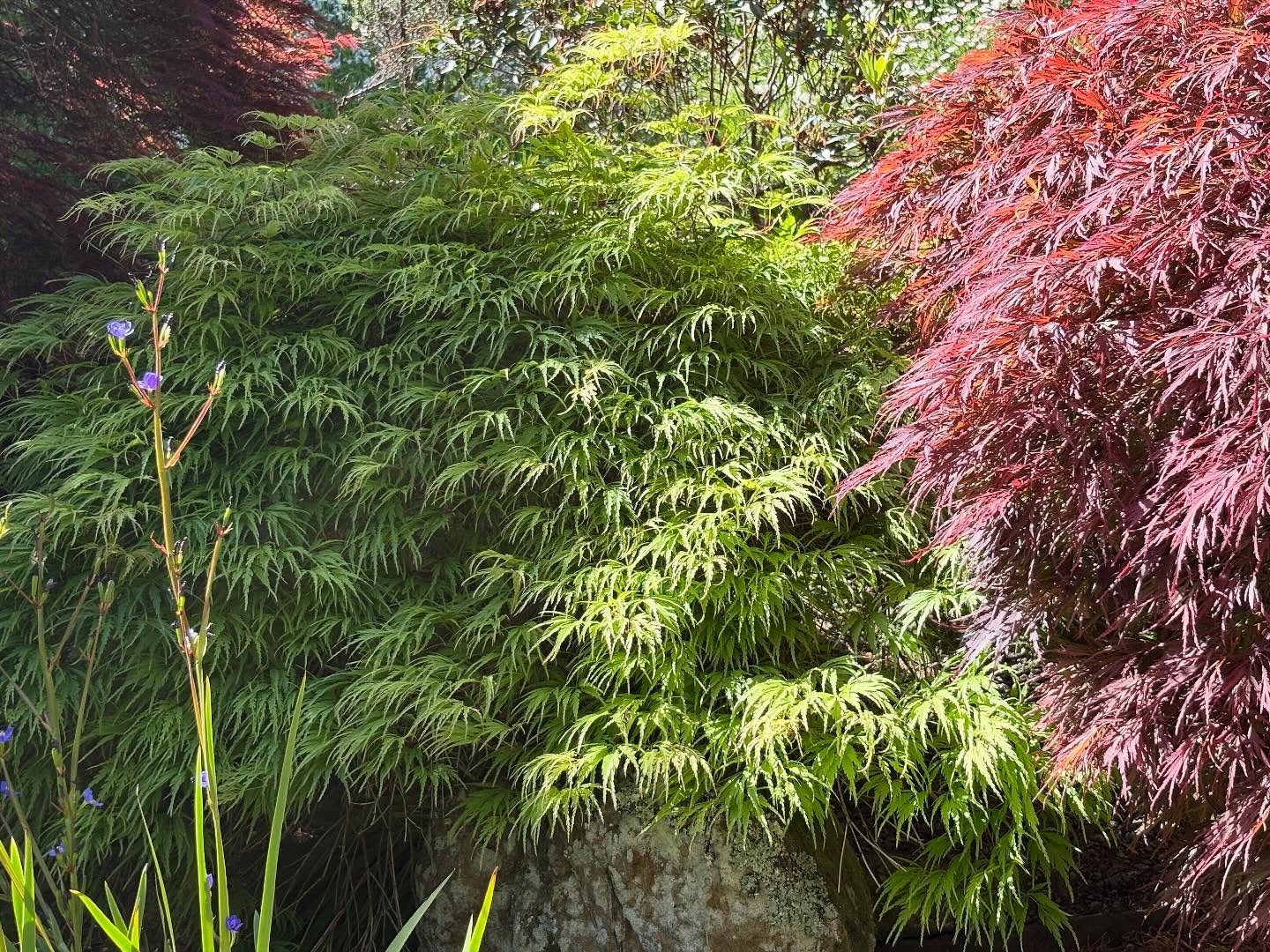 Maples are simply glorious. Small deciduous trees known for their form and beauty. Valued for their autumn colour, foliage and bark. Maples can be upright or weeping trees. Plant as a feature tree in your garden, courtyard or favourite pot. Protect from harsh winds, in free draining soil rich in organic matter.