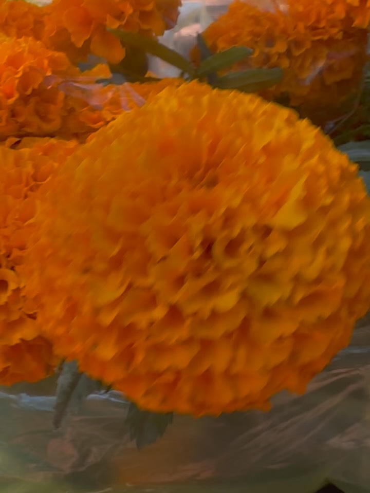 Cempasúchil (del náhuatl cempohualxochitl, que significa “veinte flores”)
#diademuertos #mexico #cdmx #cempasuchil #bike