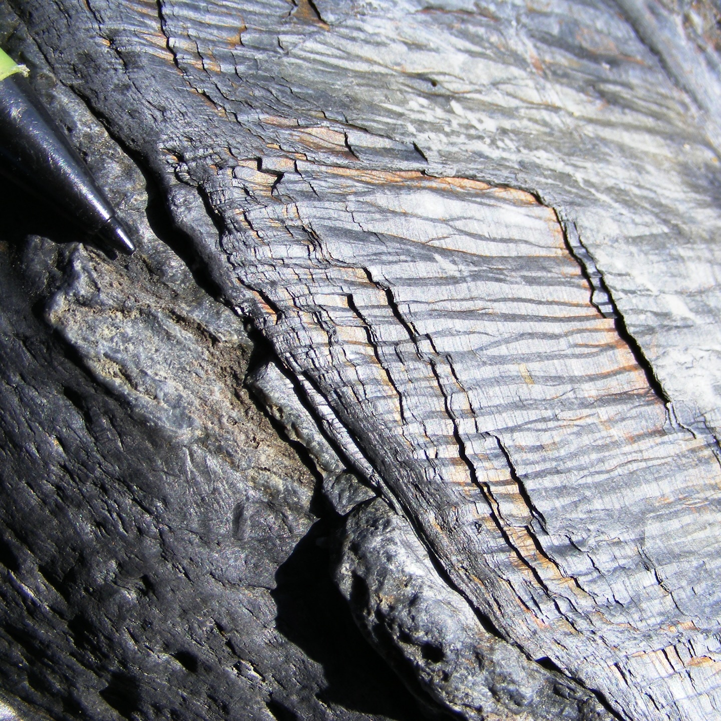 A crenulated cleavage plane catching the light in the Portscatho Formation at Pendower Beach.
Tectonics are continuous but their dynamics can evolve over time. Changes in direction and intensity of stresses in the crust deform rocks differently, which provide a record of how plate tectonics evolve through Earth’s history.
Here we see a cleavage plane that formed during an earlier deformation phase, that has been subsequently deformed (crenulated) and crosscut by a cleavage in a different direction that formed during a later deformation event.
There is a lot we can tell from this. The orientation of the different cleavage planes tells us the direction of maximum shortening during each deformation event so we can understand the regional stress orientation and intensity under which it formed.
The crosscutting relationships also tells us the relative timing of each event, with the cleavage that crenulates the other coming later.
I think this looks like a miniature corrugated iron roof! It is caused by little buckles of the pre-existing cleavage plane that create this amazing pattern.
Because they “kink” a sleek and shiny surface, the light catches differently giving a similar effect to one of those lenticular images that change when you move around it.
Isn’t nature amazing!
#structuralgeology #deformation #tectonic #tectonics #variscan #orogeny #carnebeach #roseland #roselandpeninsula #cornwall #cornwallcoast #cornishcoast #cornwallgeology #cornishgeology #geology #geologyrocks #geolife #geologist #geologistsofinstagram #learninggeology #geoadventure #exploregeology #geologicalwonders #cornwalllife #geologylife #platetectonics #walkingcornwall #explorecornwall #lovecornwall #amazingcornwall