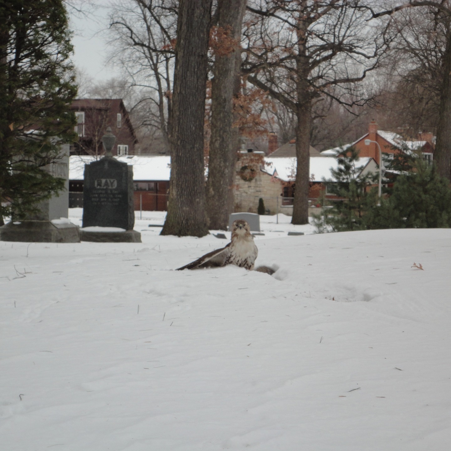 Mount Greenwood Cemetery, Chicago, Il
I've encountered a lot of wildlife in cemeteries during my travels.
This particular day we were driving through the cemetery and saw this gorgeous guy just sitting there. We stopped to take pics saying how weird it was that he was just sitting there looking at us when he took off. Low and behold he had been sitting on a squirrel and took off with it in his talons!! He disappeared after that assumingly to have lunch! YIKES!
#cemteryphotography #mountgreenwood #wildlifephoto #cemeterywildlife #cemeteryhawk #cemeterybirds #cemetery_shots #chicagocemeteries #cemeterystroll #cemeterywandering #cemeterydrive #cemeterylife #taphophile #tombstonetravels