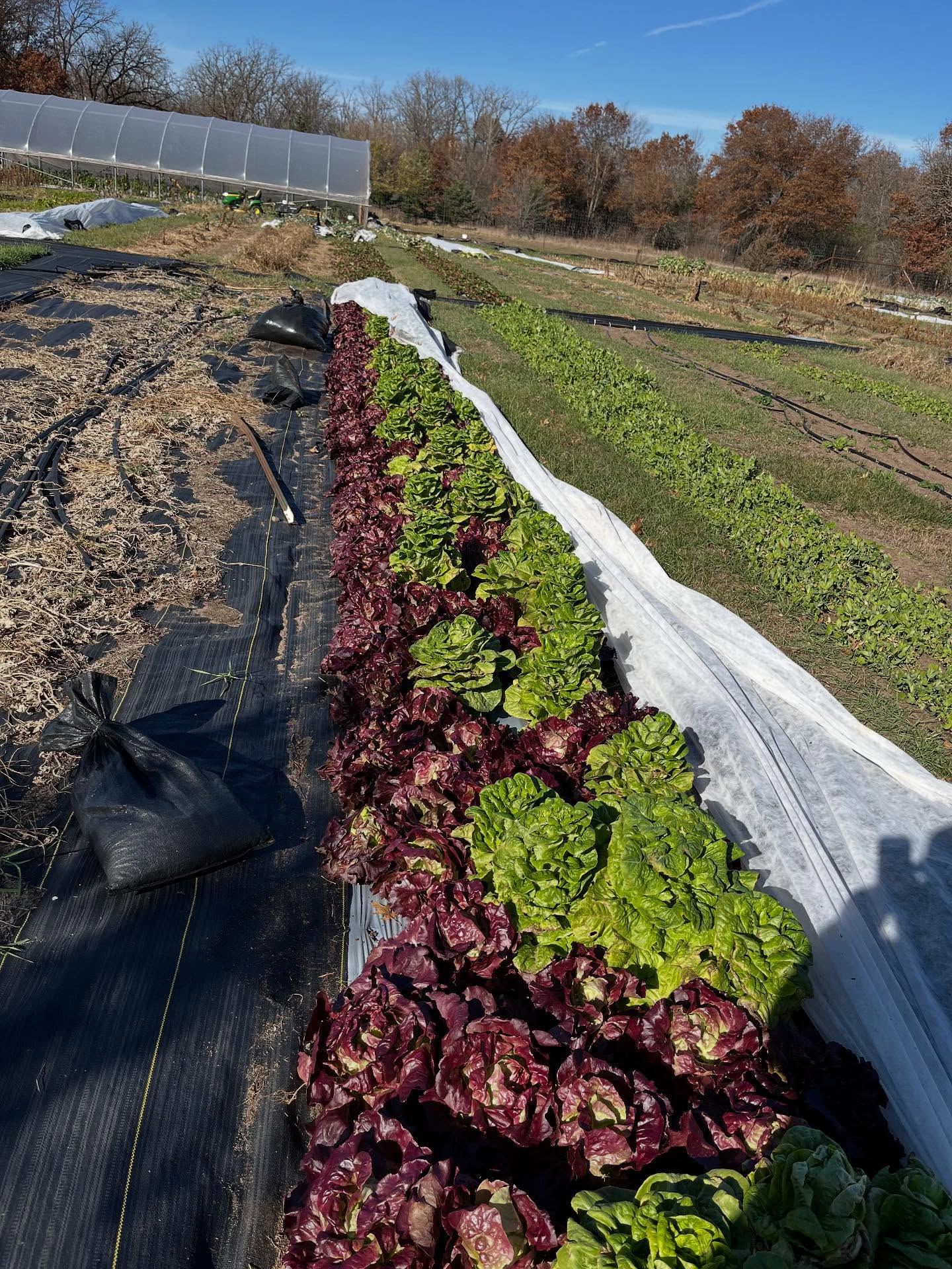 The last outdoor planting of lettuce. The Winter Density bolted when it was warm but Skyphos can handle anything. It’s also buttery delicious and beautiful! No wonder it is patented.