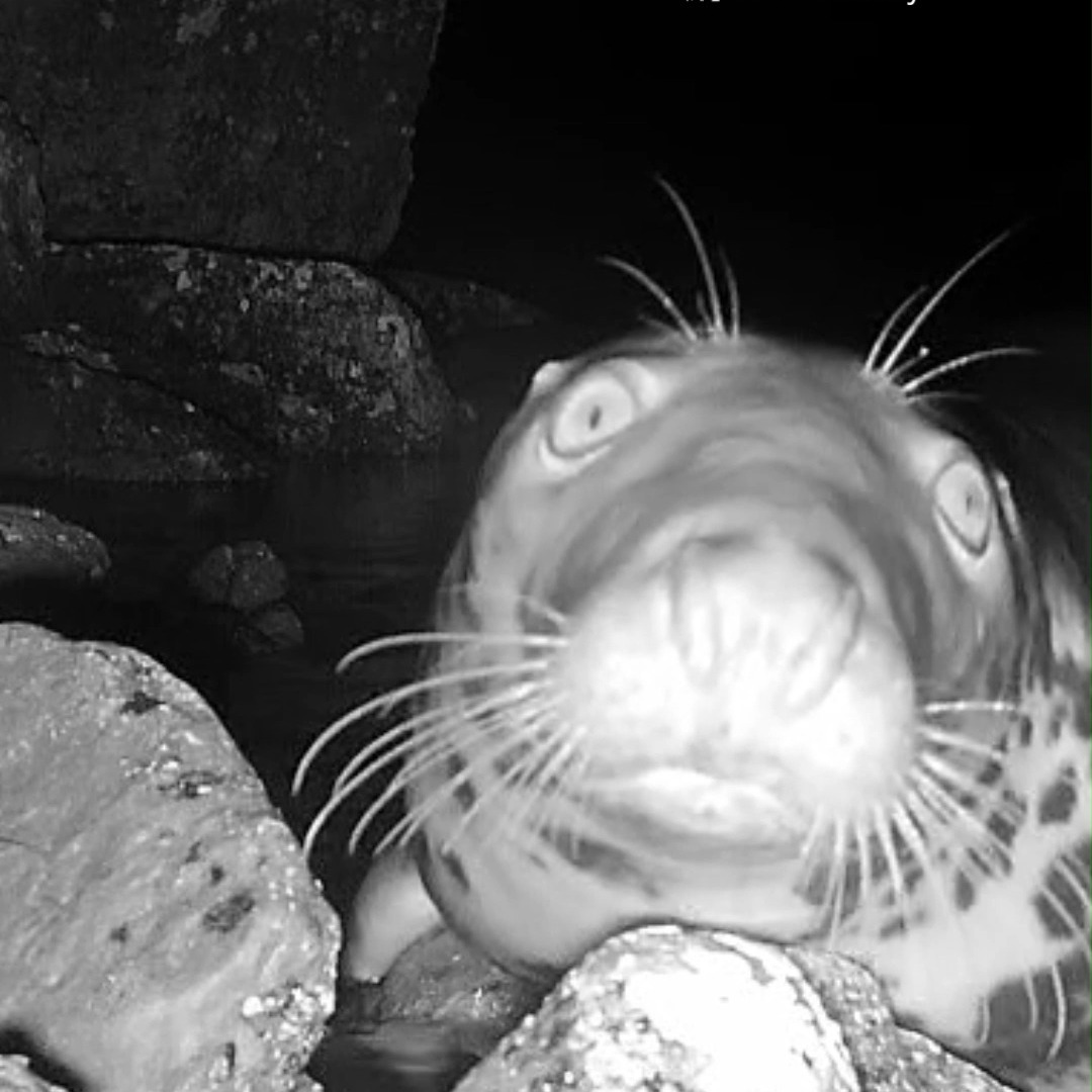 Wildlife monitoring isn’t always serious business, sometimes it’s pure comedy. This curious seal decided to inspect our camera... very closely.
#wildlifemonitoring #sealofapproval #sealife #bhwildlifeconsultancy