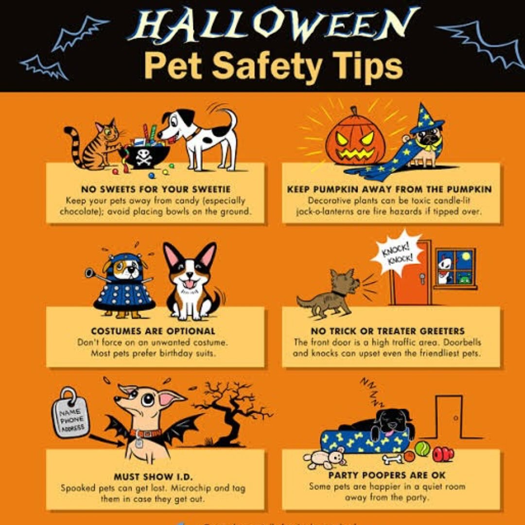 Happy Halloween 🎃
#safety #pets #vet #tips #prepared #october #spooky