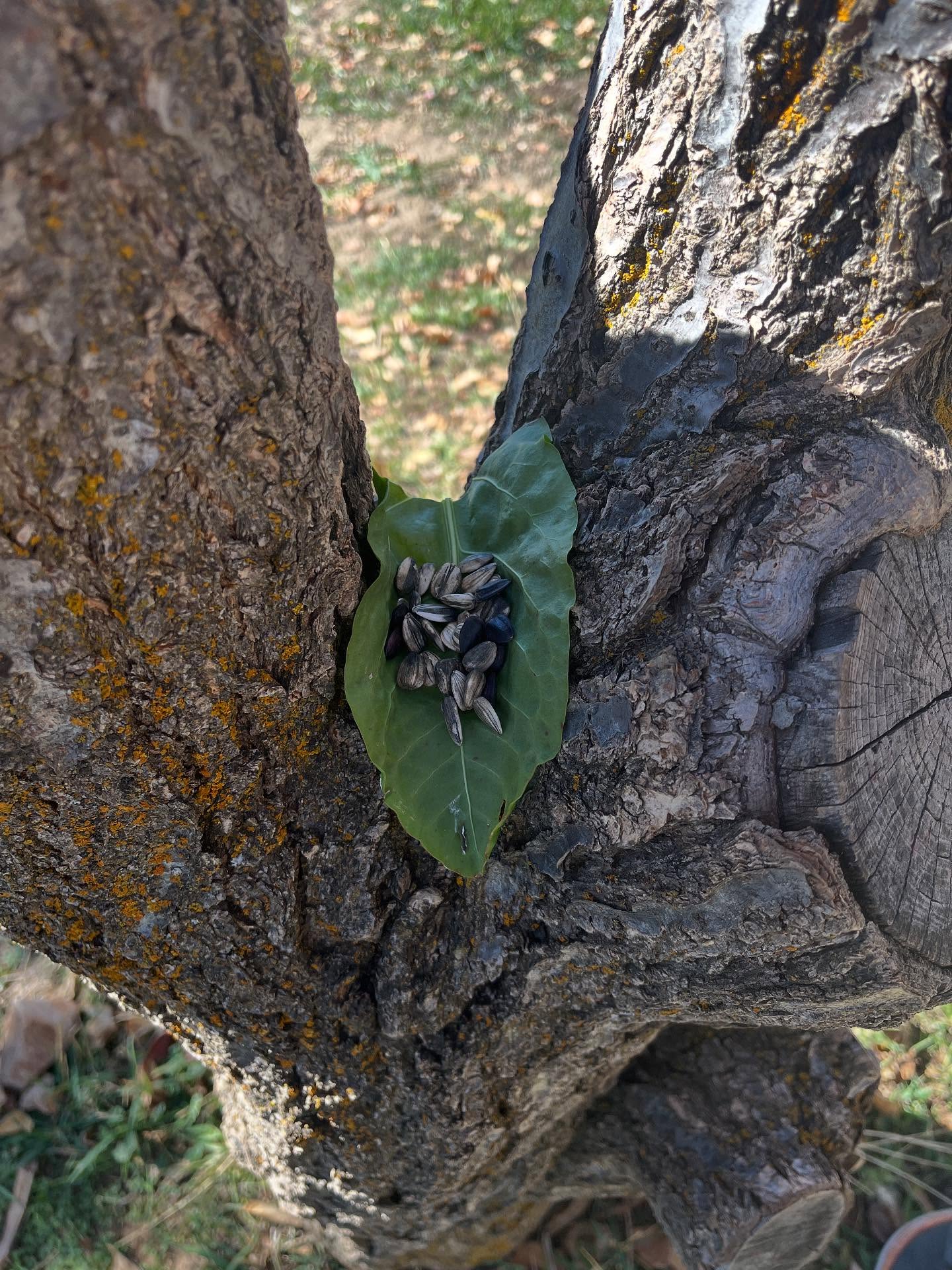 These past couple of weeks we’ve been making homes and making meals for all the wonderful creatures that visit the garden in fall and winter.
This activity is a student favorite and we do it with every grade. It’s helps foster empathy for other living things and it gets the students thinking about what all living things need to survive. They spend their time searching the garden for seeds 🌻, nuts, 🌰 , leaves 🍁 and other things birds and mammals might eat.
#farmtoschool #schooltofarm #harvesttime #empathy #meetmeinmancos #experienitallearning #handsonlearning🙌 #senseofplace #davidsobel #waldorf #reggioemilia #gardenclass #lettuceturnipthebeet