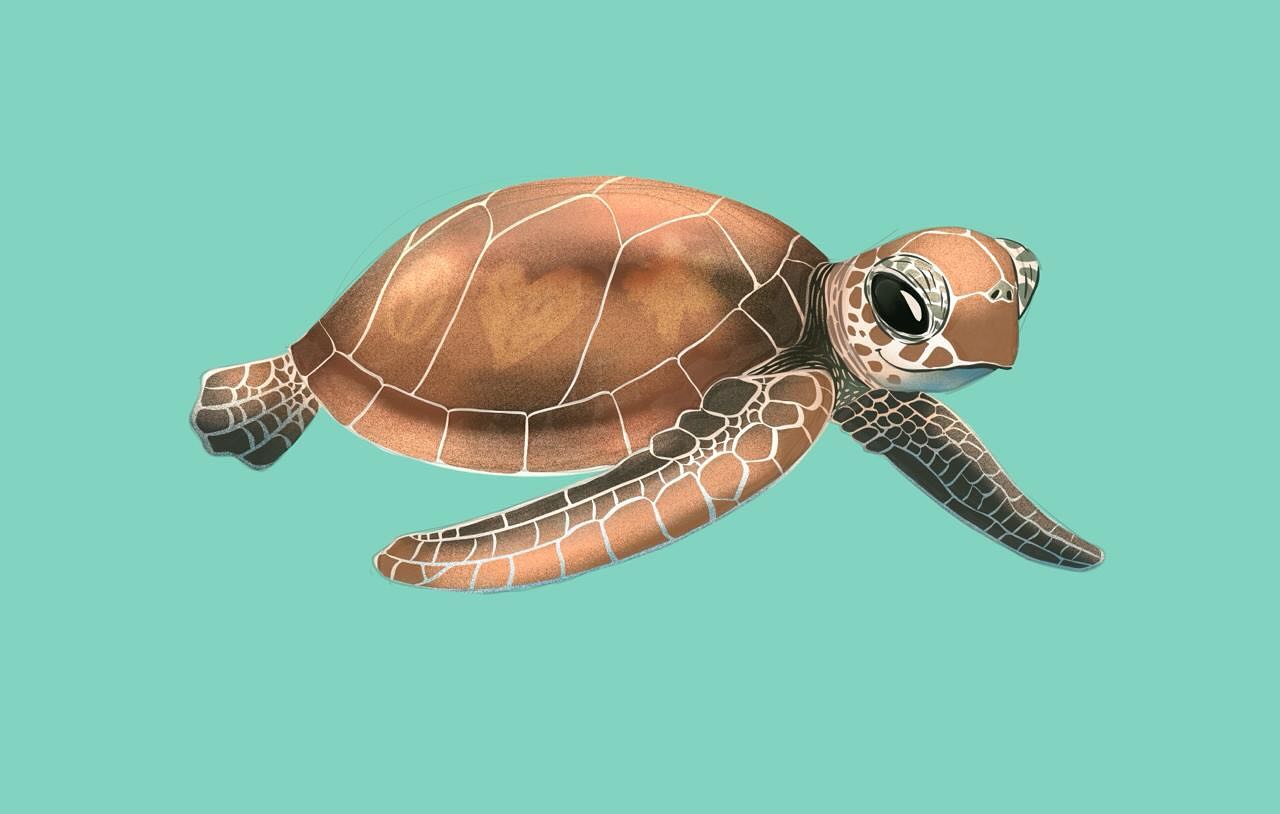 🌊💚 Una pequeña tortuga marina inicia su viaje hacia lo desconocido…
Cada brazada la acerca un poco más a su hogar en el vasto océano, donde la vida florece y el mar guarda miles de secretos. 🐢✨
Muy pronto podrás conocer su historia en nuestro próximo libro ilustrado de Natura Editors, una aventura que te recordará la belleza y la fragilidad del mundo marino. 🌎💫
📚 Disponible próximamente en Amazon.
#NaturaEditors #TortugaMarina #LibrosInfantiles #EducacionAmbiental #HistoriasQueInspiran #CuentosIlustrados #AmorPorLaNaturaleza #AmazonBooks #VidaMarina #OceanLove
🇬🇧 English Version
🌊💚 A tiny sea turtle begins her journey into the unknown…
With every stroke, she moves closer to her true home — the great ocean, where life blooms and the sea keeps its ancient secrets. 🐢✨
Soon you’ll discover her story in our upcoming illustrated book by Natura Editors, a tender adventure that reminds us of the beauty and fragility of marine life. 🌎💫
📚 Coming soon on Amazon.
#NaturaEditors #SeaTurtle #ChildrensBooks #EnvironmentalEducation #InspiringStories #IllustratedBooks #LoveNature #AmazonBooks #MarineLife #OceanStories