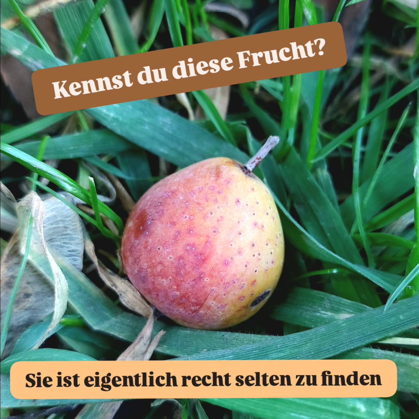 Was für eine Überraschung...
Diese Bäume 🌳 und Früchte sind nicht oft zu finden. 🥰
Der Speierling... ist noch selten bei uns, obwohl er schon in der Antike kultiviert wurde. Aber mit dem Klimawandel ist er eine immer wichtiger werdende Laubbaumart des Mischwaldes.
#verenas_pflanzenstandorte
🍐Der Speierling kann Halbschatten und lichten Schatten, mag es aber warm.
🍐Er braucht auch nicht viele Nährstoffe. Er gedeiht gut auf kalkhaltigen Böden.
Hat er sich mal gut etabliert hält er einer gewissen Trockenheit stand.
Er ist eher langsam im Wuchs, aber langlebig.
Die Herbstfärbung ist oft prächtig wie bei seiner Verwandtschaft der Mehlbeeren, Vogelbeeren und Elsbeeren.
Die Früchte müssen zuerst Frost abbekommen, dann können sie gegessen werden.
Na? Schon mal gesehen oder gekostet?
#sorbusdomestica
#seltenesobst
#wildobst #klimafitterbaum #speierling #verenas_pflanzentanz #Pflanzenbegegnungen #obstbäume #seltenefrüchte #wienerwildnis #steinhofgründe #wienerparks #wienerbäume #pflanzentanzen #artenvielfaltfördern #pflanzenschätze #pflanzenvorstellung #stadtbäume #baumgartnerhöhe