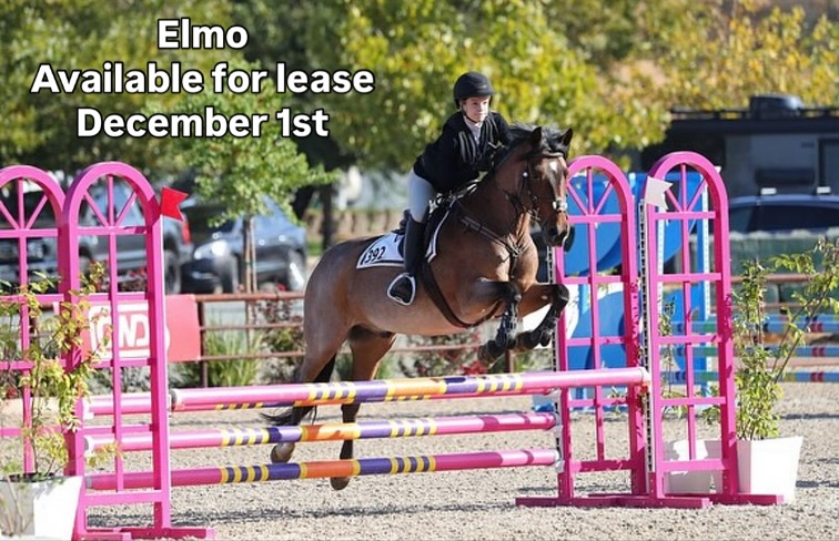 Elmo is available for lease on December 1, preference going to an In barn lease! He is truly the best teacher and partner a young rider can have. If you wanna go fast… He will go fast! If you want to go slow… He will also go slow. Please call or text 925-575-4818 if you would like more information.