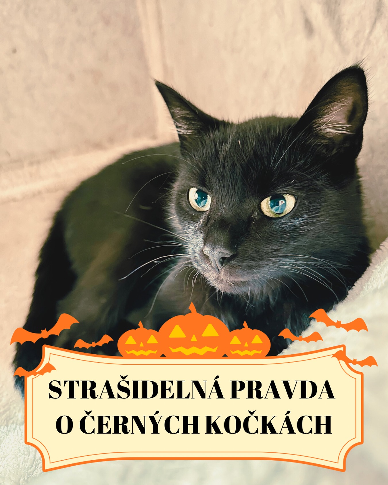 Černá kočka není dekorace. Ani na Halloween 🎃
Říjen je měsíc kouzel, dýní a blikajících světýlek. Ale zatímco my se bavíme maskami a strašidly, někde jinde se děje něco, co má s magií pramálo společného. 💔
Každý rok se totiž najde spousta pomatených lidí, kteří si myslí, že ublížit černé kočce je “součást tradice” nebo “vtipný nápad”. A právě proto už v některých útulcích po světě přestali černé kočky v období Halloweenu vůbec dávat do adopce — jen aby je ochránili. 🐈⬛
Smutné, že?
Zvíře, které má jen smůlu v barvě srsti, se musí schovávat kvůli lidské hlouposti. 💔
Ve Šklíbě ale víme, že černé kočky nejsou symbolem smůly. Jsou symbolem síly, elegance a odvahy. ✨ Každá z nich má svůj vlastní příběh — a když se do vás podívá těma zlatýma očima, pochopíte, že kouzlo Halloweenu není ve strašení, ale v laskavosti.
Až se tedy budete chystat zdobit dýně, zapalovat svíčky a pořádat duchaplné večírky, vzpomeňte si na všechny černé chlupaté duše, které si zaslouží místo v bezpečí – ne ve strašidelných historkách. 🕯️
Protože ta největší magie, jakou můžete udělat, je dát jim domov. 🖤
Terka ze Šklíby 🐾