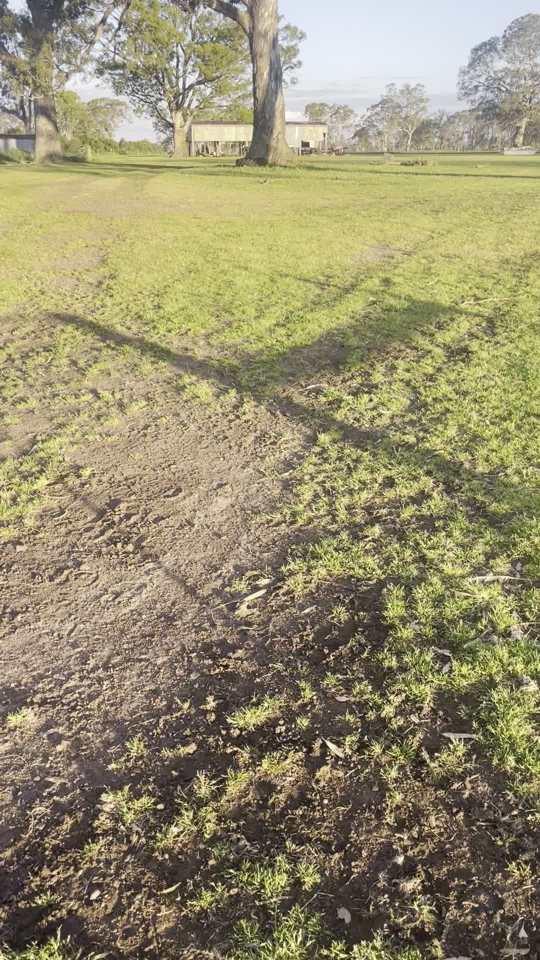 Running into the weekend like these sale rams! ๐โโ๏ธ๐๐จ
Fit, fat, prime, sound, woolly โ and ready for Mondayโs sale!
This yearโs Kurra-Wirra team is powering with depth, style, and real doing ability โ the kind of rams built to perform in the paddock and turn heads in the shearing shed.
With 150 โMeasured to Performโ rams on offer, youโll find the balance of early growth, carcase shape and high-rainfall wool that defines Kurra-Wirra.
๐
Ram Sale: Monday 3rd November
๐ Kurra-Wirra, 590 Mooree-Culla Rd, Culla VIC
๐ช 150 rams on offer โ fit and ready to work
๐ View the catalogue and AuctionsPlus listing here:
https://www.kurrawirra.com.au/event-details/kurra-wirra-measured-to-perform-merino-ram-sale-2025
https://auctionsplus.com.au/auctions/sheep/kurra-wirra-measured-to-perform-poll-merino-r/126480