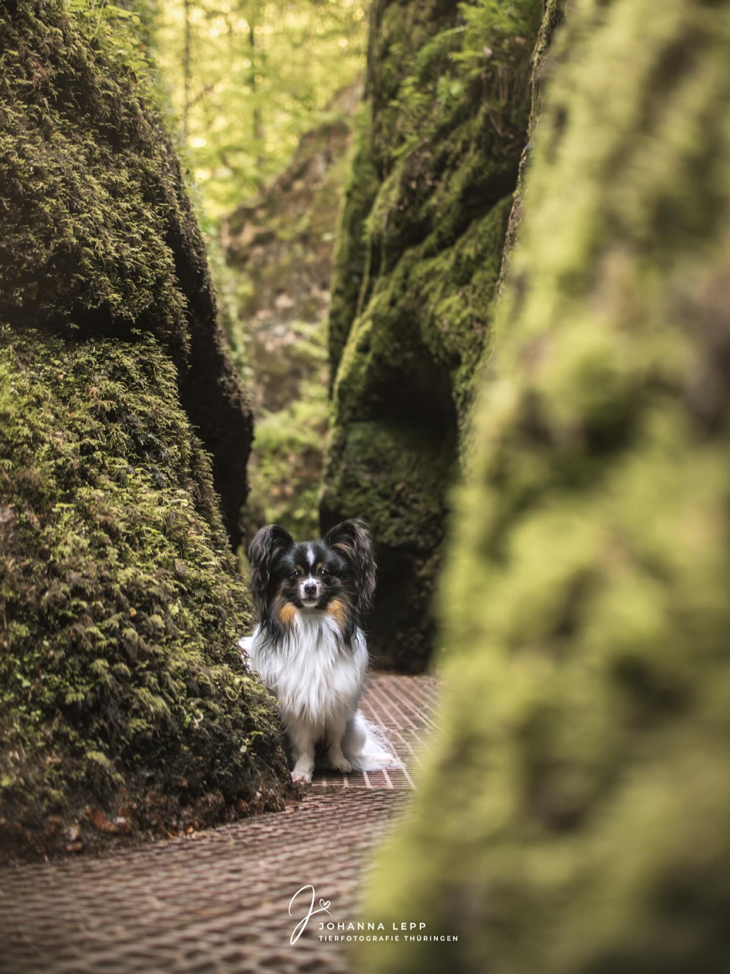 Heute gibt’s ein Bild von Simba in der Drachenschlucht in Eisenach 🐉
Der erste Papillon den ich kennen gelernt habe und er hat mich direkt verzaubert. 🥹 Eine so tolle Hunderasse, er ist richtig angenehm neugierig und im Kopf immer bei Jasmin gewesen, dass war super schön zu beobachten 🥰
•
Du hast Fragen oder möchtest direkt ein Shooting buchen? Meld dich gern 🌸
📧 info@tierfotografie-thueringen.de
💻 www.tierfotografie-thueringen.de
#hundefotografie #tierfotografie #thüringen #papillon