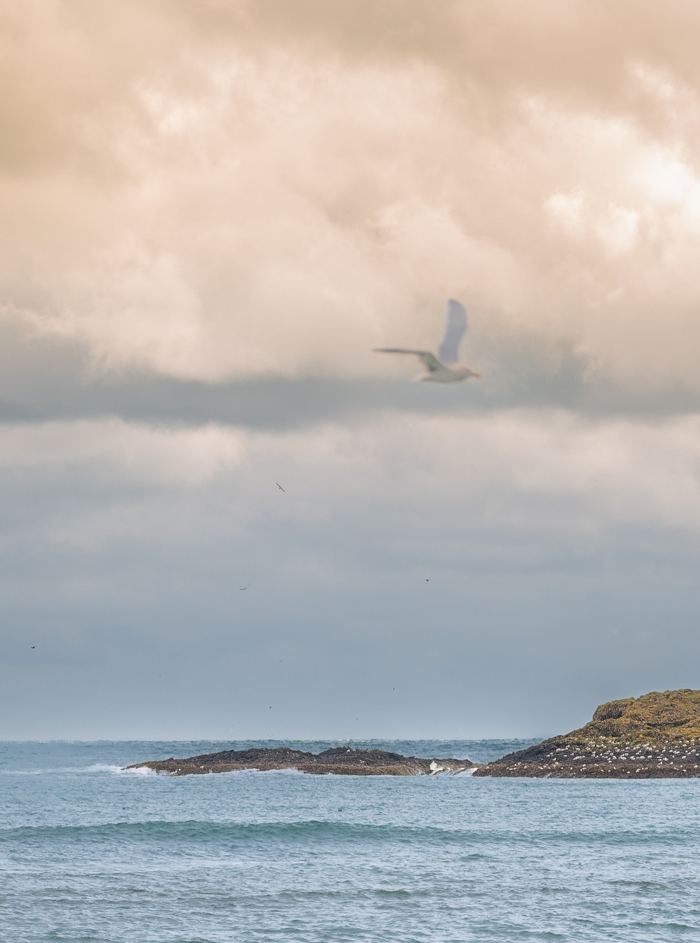 Rugged coastlines and a seagull on a mission.
#stonehaven #aberdeenshire #scotlandcoast #visitscotland #scotlandtravel #scotlandphotography #scotlandscenery #scotlandshots #landscapephotography #seascapephotography #ukcoast #northsea #scottishlandscape #coastalscotland #birdsinnature #seagullsofinstagram #scotlandnature #discoveraberdeenshire #hiddenscotland #beautifulscotland #earthvisuals #earthcapture #travelphotography #naturephotography #wildscotland #explorescotland #scotlandgreatshots #landscape_lovers #scottishcoast #scotlandgram
