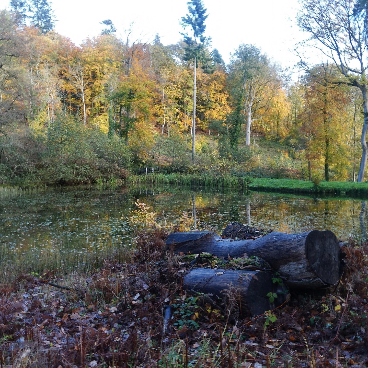 I think the autumn colours this year have been some of the best. Here we see Fishpool Valley at Croft Castle in North Herefordshire. It's a medieval system present all the way up the valley. The walk is beautiful leading to Bircher Common and a great loop walk if you choose. The area is mostly Lugg catchment feeding into the Wye. #autumn #autumnvibes #autumncolors🍁 #herefordshire #herefordshirecountryside #autumnwood