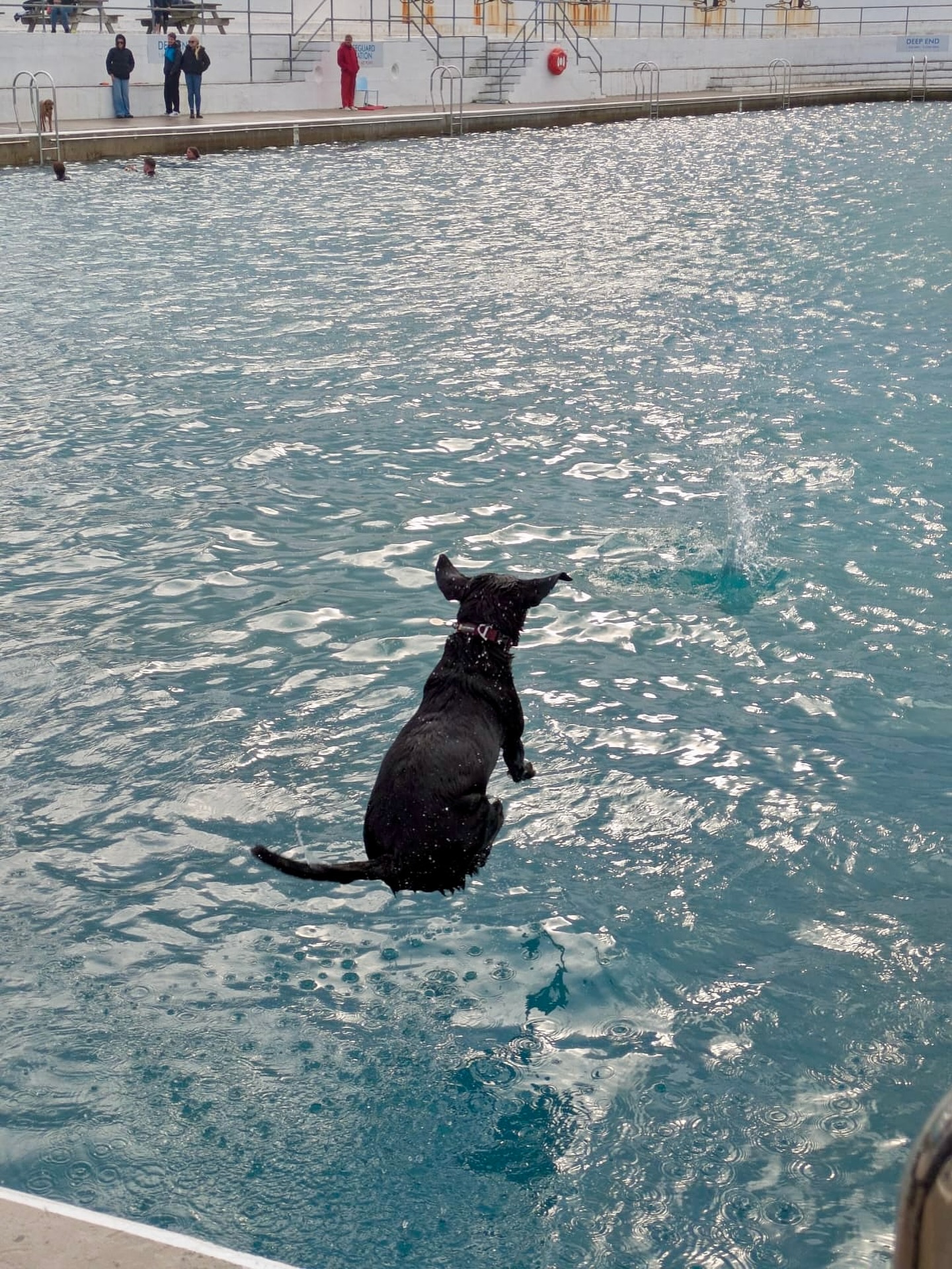 Our gorgeous Nelly throwing herself into the annual dog day at the Jubilee Pool in Penzance
#jubileepool #jubileepoolpenzance #jubileepooldogday #jubileepooldogday2025 #figgycottage #figgycottagestives #bemorenelly #dogfriendlycornwall #nobombing