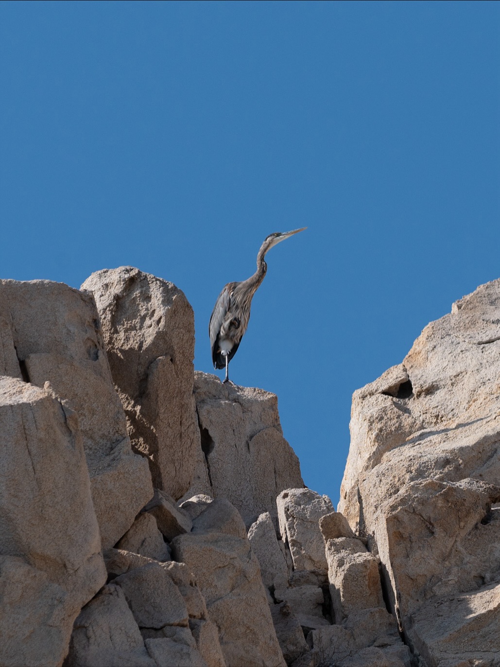 Entre manglares hasta costas, una figura alta y elegante se deja ver… la Garza Azul Ceniza (Ardea herodias). 🪶
¿La has visto alguna vez, quieta, esperando el momento exacto para lanzar su pico al agua?
Con más de un metro de altura y ese plumaje gris-azulado inconfundible, es la garza más grande de Norteamérica. Pescadora paciente, pero también cazadora oportuna, puede atrapar desde peces hasta pequeños lagartos. Un paso lento, una mirada fija, y luego… ¡ZAS! El almuerzo está servido. 🙌🏼
— ENG —
Among mangroves and coastlines, a tall, elegant figure can be seen... the Great Blue Heron (Ardea herodias). 🪶
Have you ever seen it, standing still, waiting for the right moment to dip its beak into the water?
Over a meter tall and with its unmistakable blue-gray plumage, it is the largest heron in North America. A patient fisher, but also an opportunistic hunter, it can catch everything from fish to small lizards. A slow step, a steady gaze, and then... BAM! Lunch is served. 🙌🏼
-
-
-
#avesdemexico #visitbajasur #bahiamagdalena #cetaceosmexico #vidamarina #conservacionmarina #cientificosdelmar #proyectocetaceo #bahiadecabosanlucas #mamiferosmarinos #ballenasydelfines #registrocientifico #avistamientomarino #oceanografia #educacionambiental #especiesraras #cetaceosdelpacifico #maresmexicanos #investigacionmarina #biodiversidadmarina