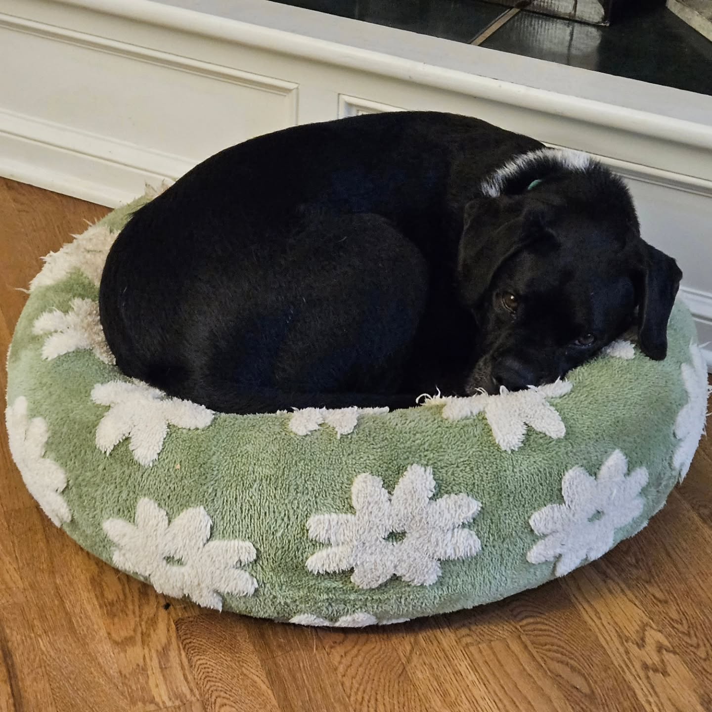 Even if it doesn't fit... Horton loves it