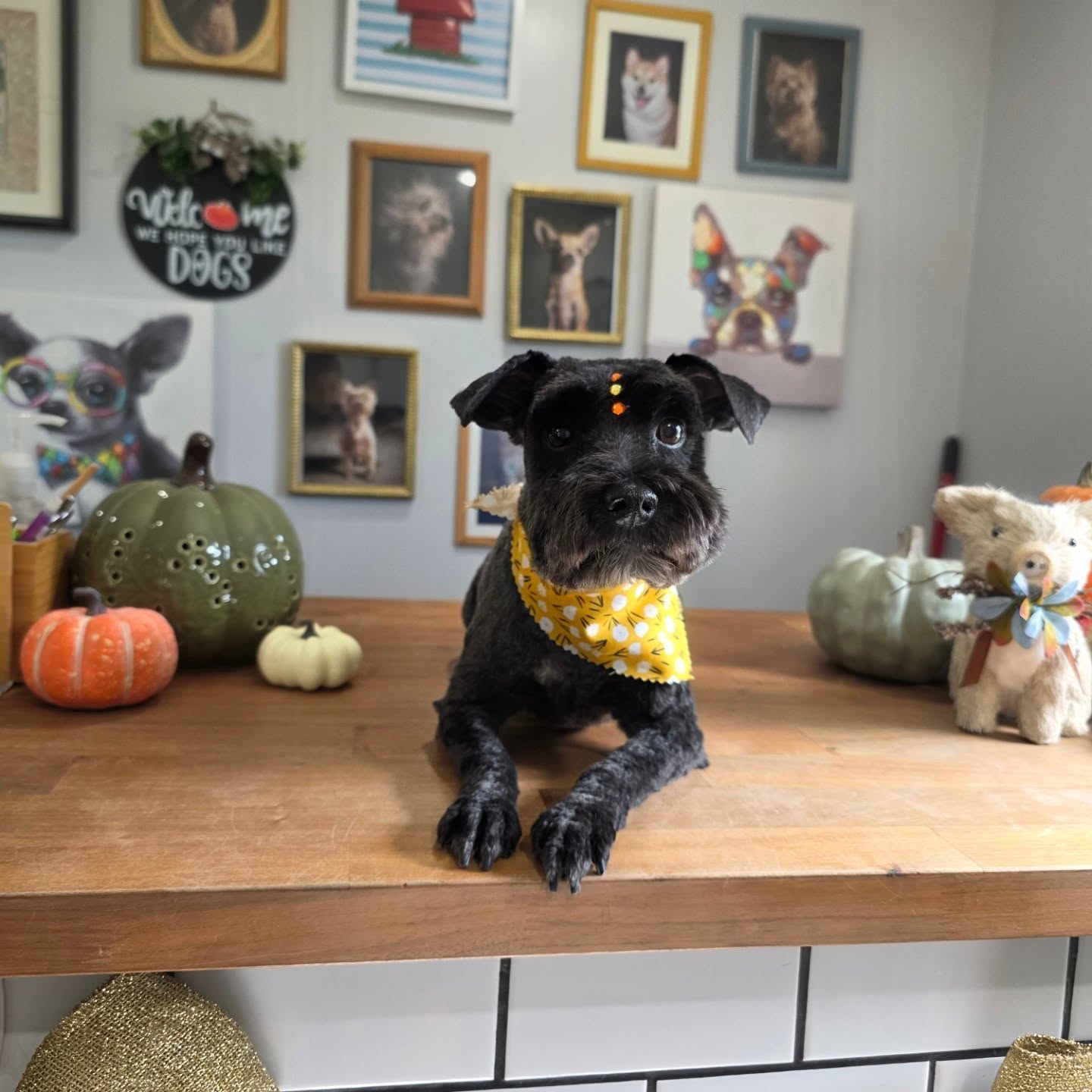 Swipe to see her little brother trying to get on her photoshoot đđđđ
#schnauzersofinstagram #schnauzerworld #schnauzerpuppy #schnauzer #schnauzerlove #goldenretrieverlove #schnauzers #schnauzersgrooming #florida #plantcity #goldenretriever #plantcityfl #groomingsalon #groomerlife #groominspiration #supportsmallbusinesses #doggylife #dogs #puppy #4esmejorque2 #tobysgroomingplace #tomasthedalmatian #minischnauzer #minischnauzersofinstagram #minischnauzers #minischnauzerpuppy #tobysgroomingplace