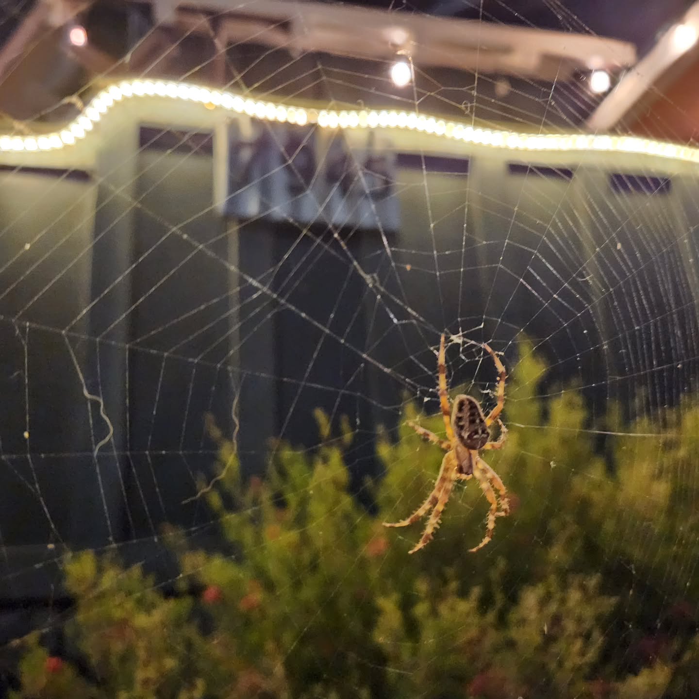 🎃👻Happy Halloween from Persephone!!👻🎃
We are open tonight for dinner service!
Book your table soon!🥂
#staylocalaptos #FarmToTable #aptosdining #supportlocalbusinesses