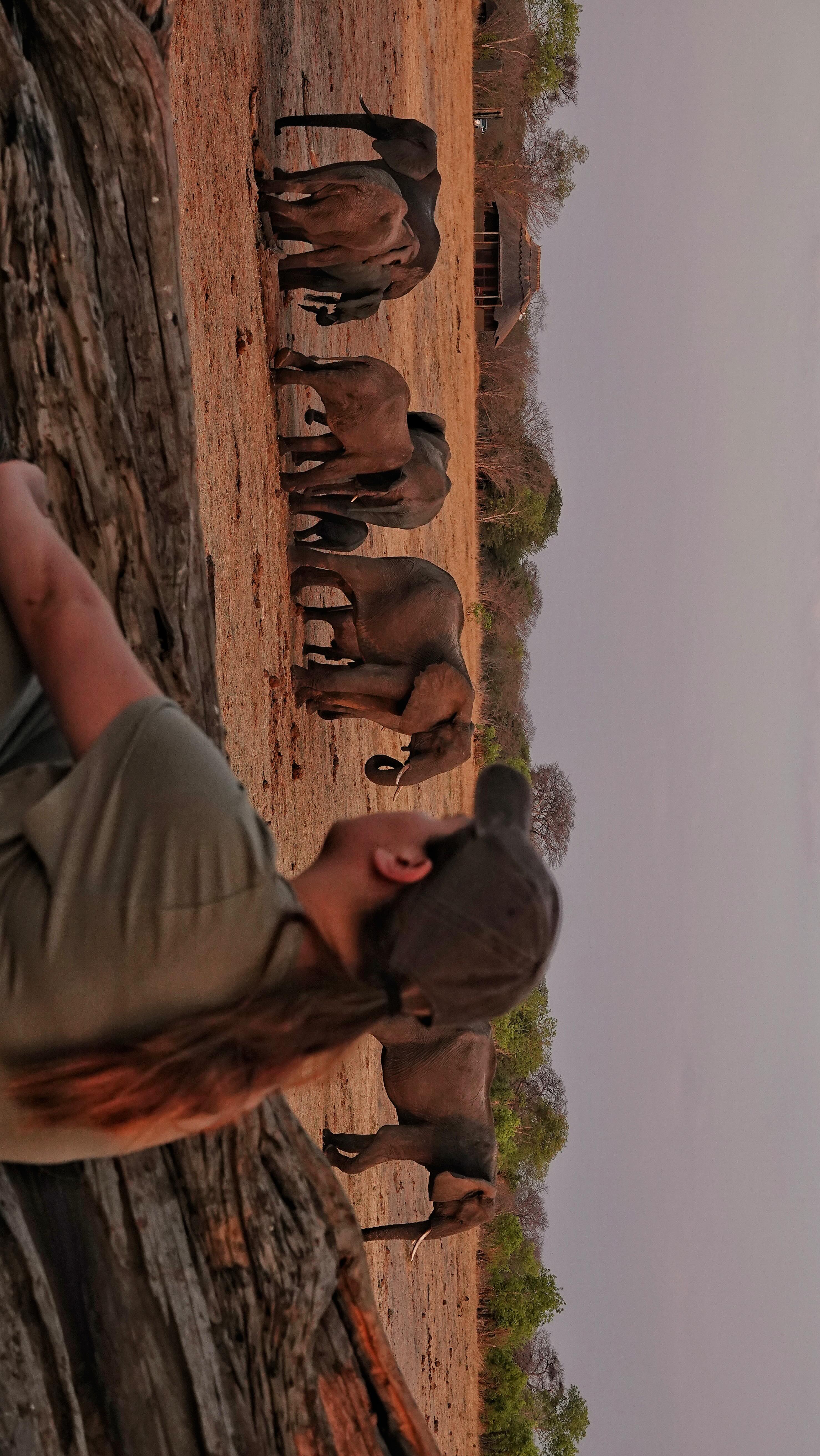 There’s nothing quite like sitting quietly on an open log pile — safe, still, and completely immersed in the wild. The elephants approach, their gentle rumble growing closer, the soft thud of their feet vibrating through the ground. One by one they pass by, towering above us, their excitement building as they make their way to the water.
In that moment, you feel their presence — the calm, the curiosity, the emotion. It’s a raw and humbling connection, a reminder of how small we are in their world and how powerful it is to simply be part of it.
🐘✨
#IsithombeSafaris #CampHwange #WildConnections #AfricanSafari #InThePresenceOfGiants #elephant